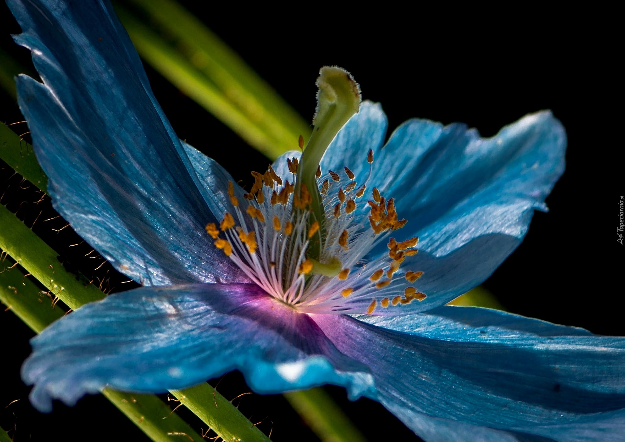 Niebieski, Kwiat, Pręciki, Makro