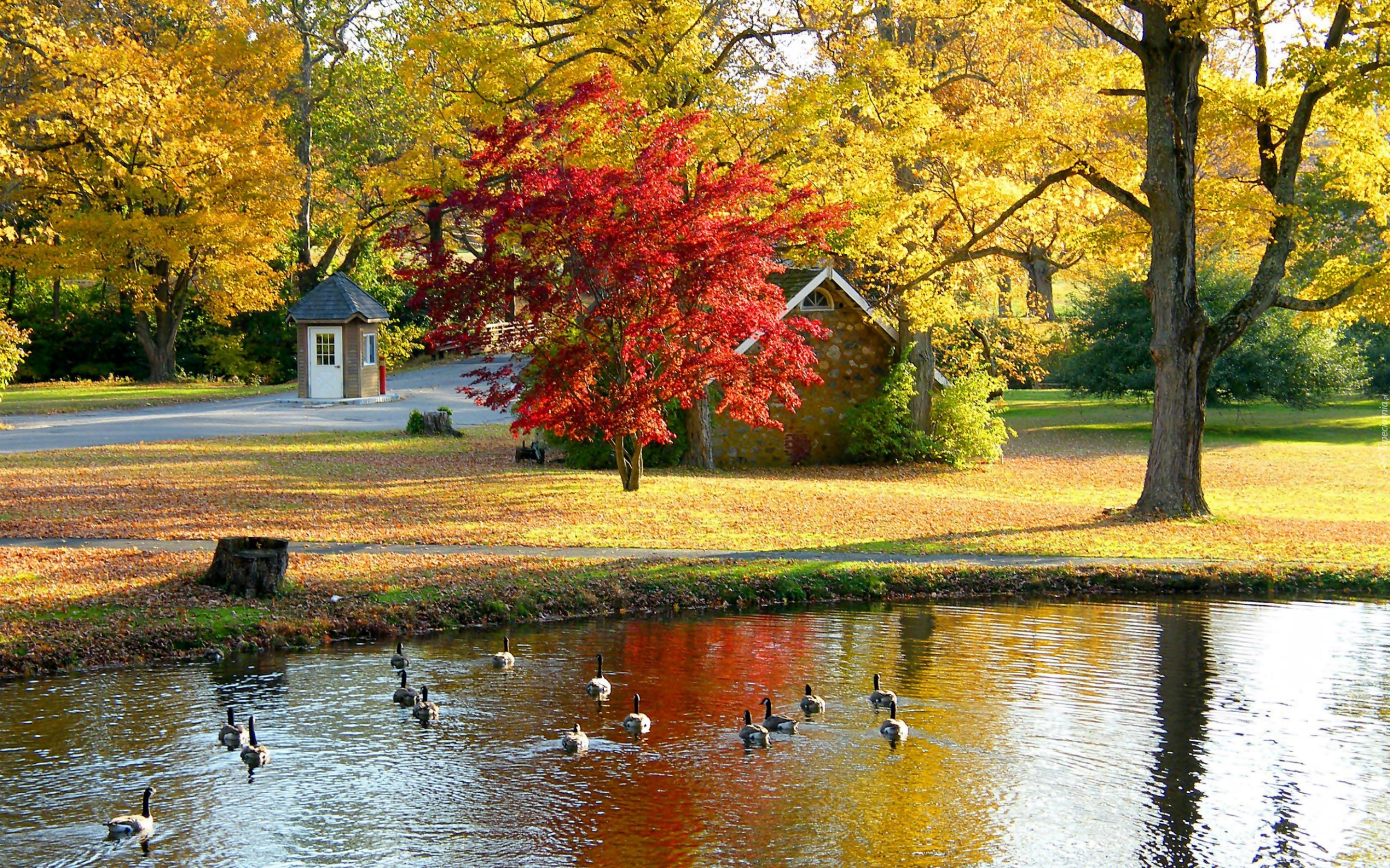 Park, Staw, Gęsi, Domek, Drzewa, Liście