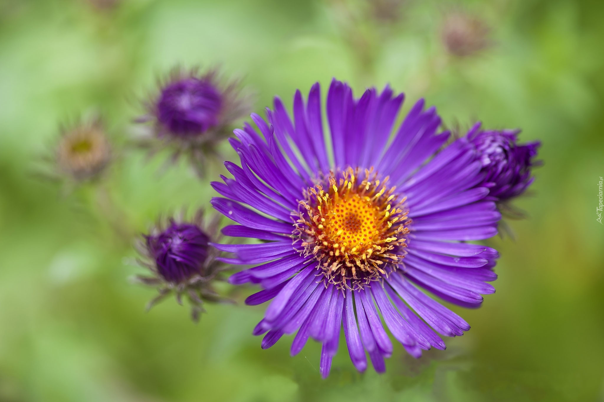 Kwiat, Fioletowy, Aster