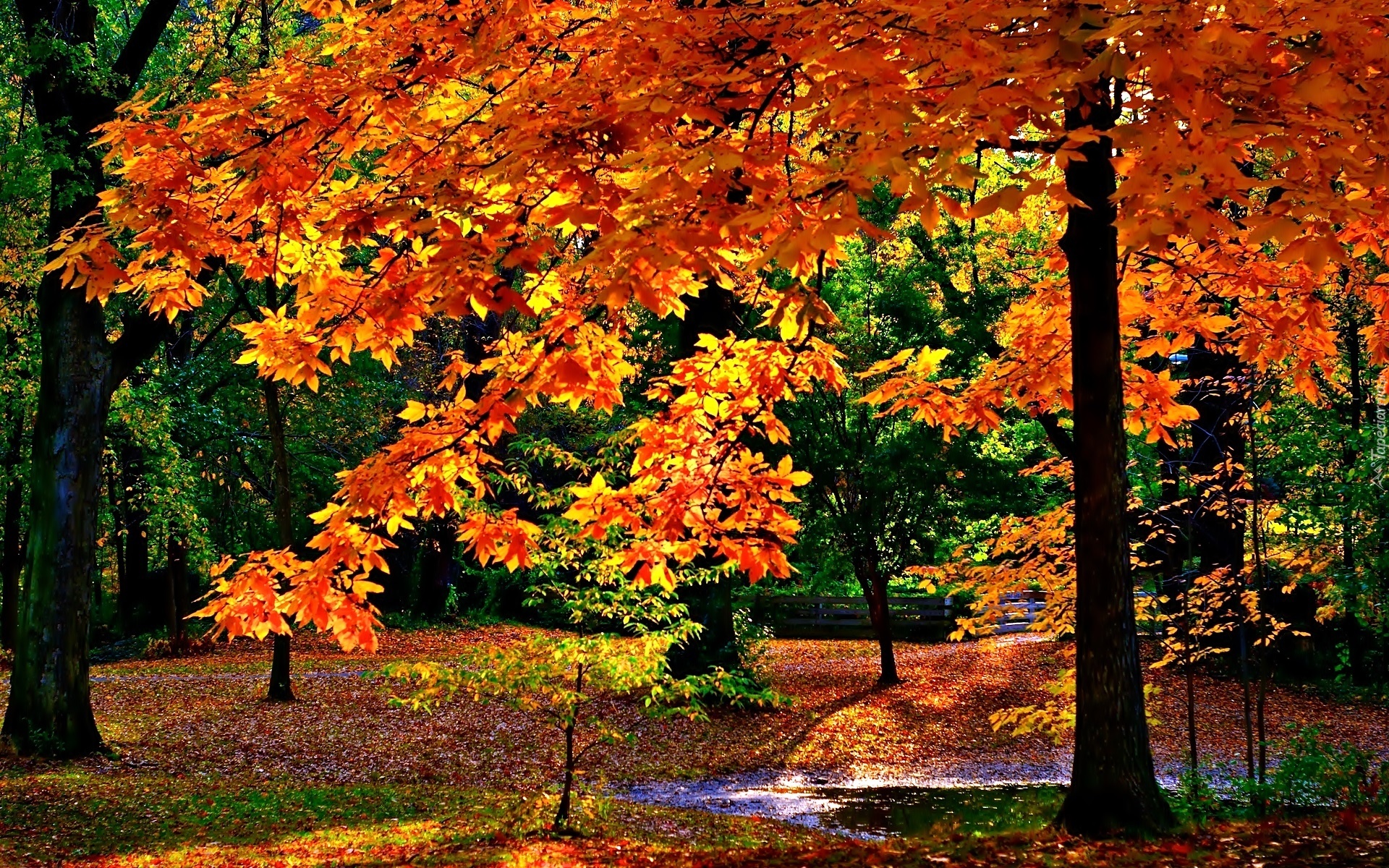 Jesień, Las, Światło, Cień