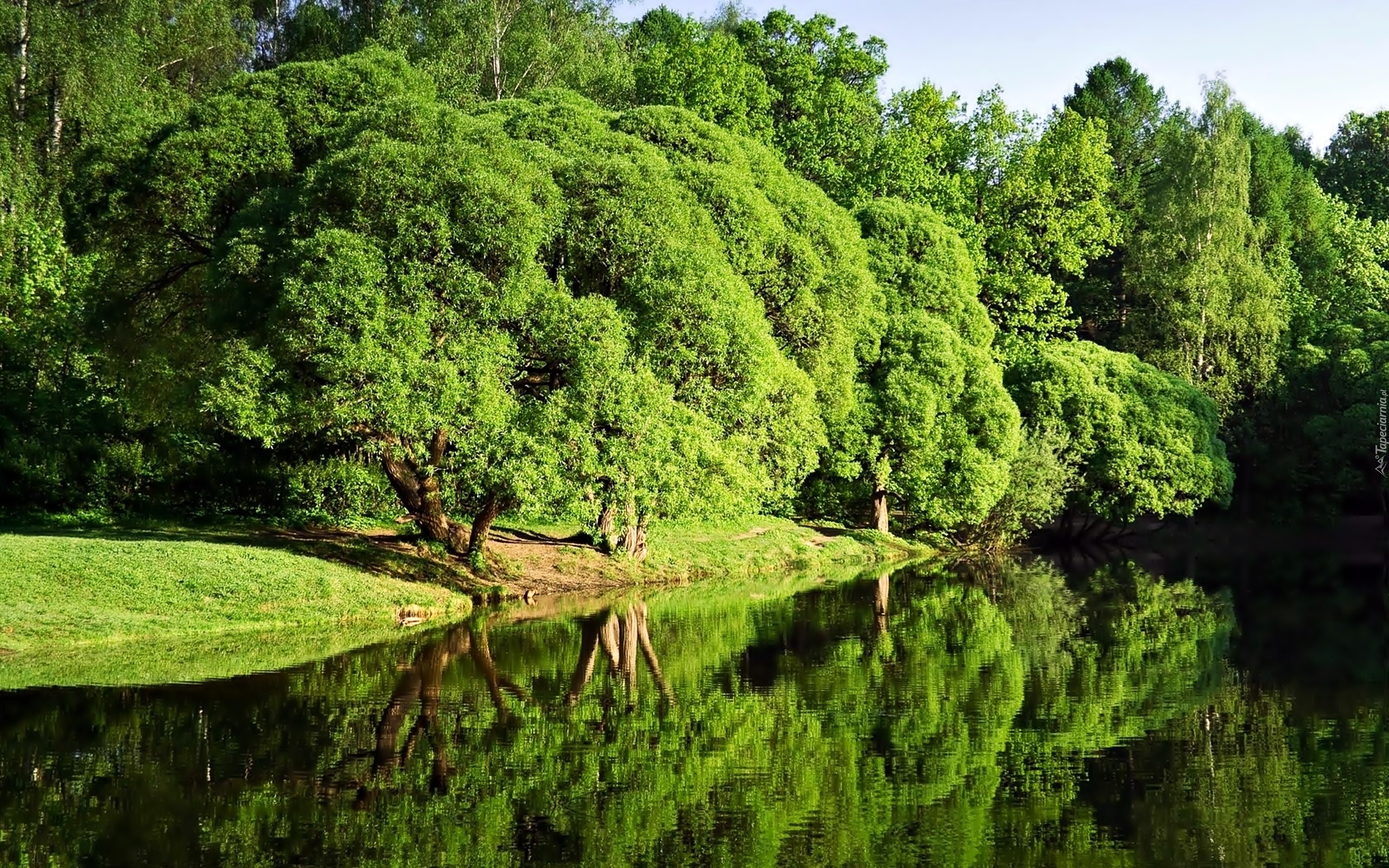 Park, Rzeka, Przebijające, Światło, Odbicie