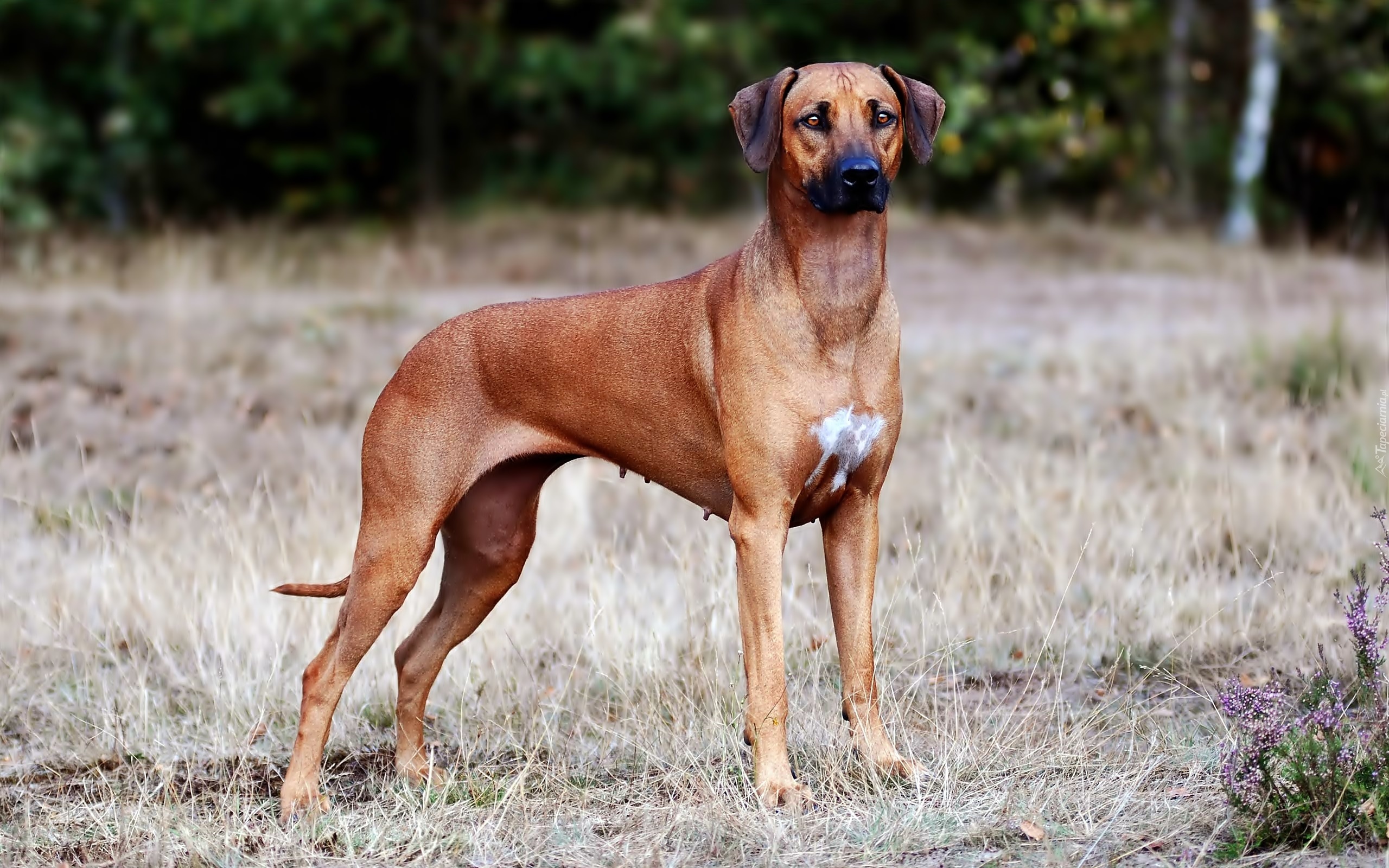 Rhodesian ridgeback, Trawa, Rozmycie