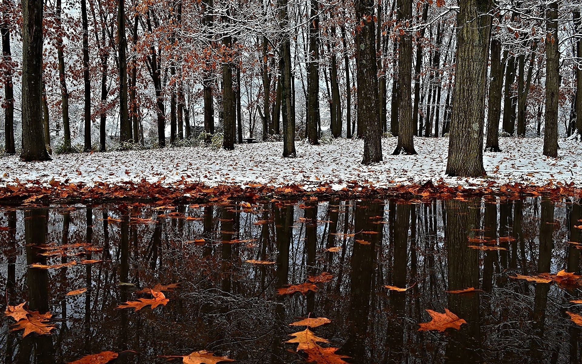 Liście, Kałuża, Park, Pierwszy, Śnieg