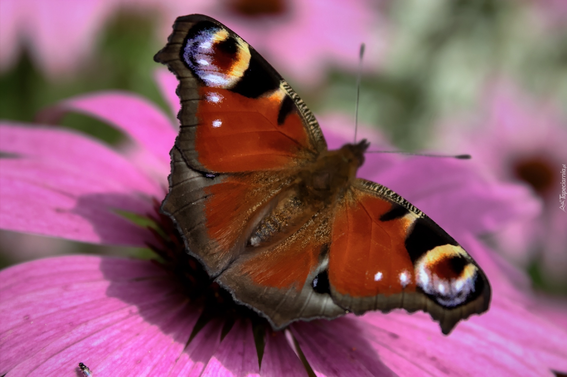 Motyl, Rusałka, Pawik, Kwiat, Różowy