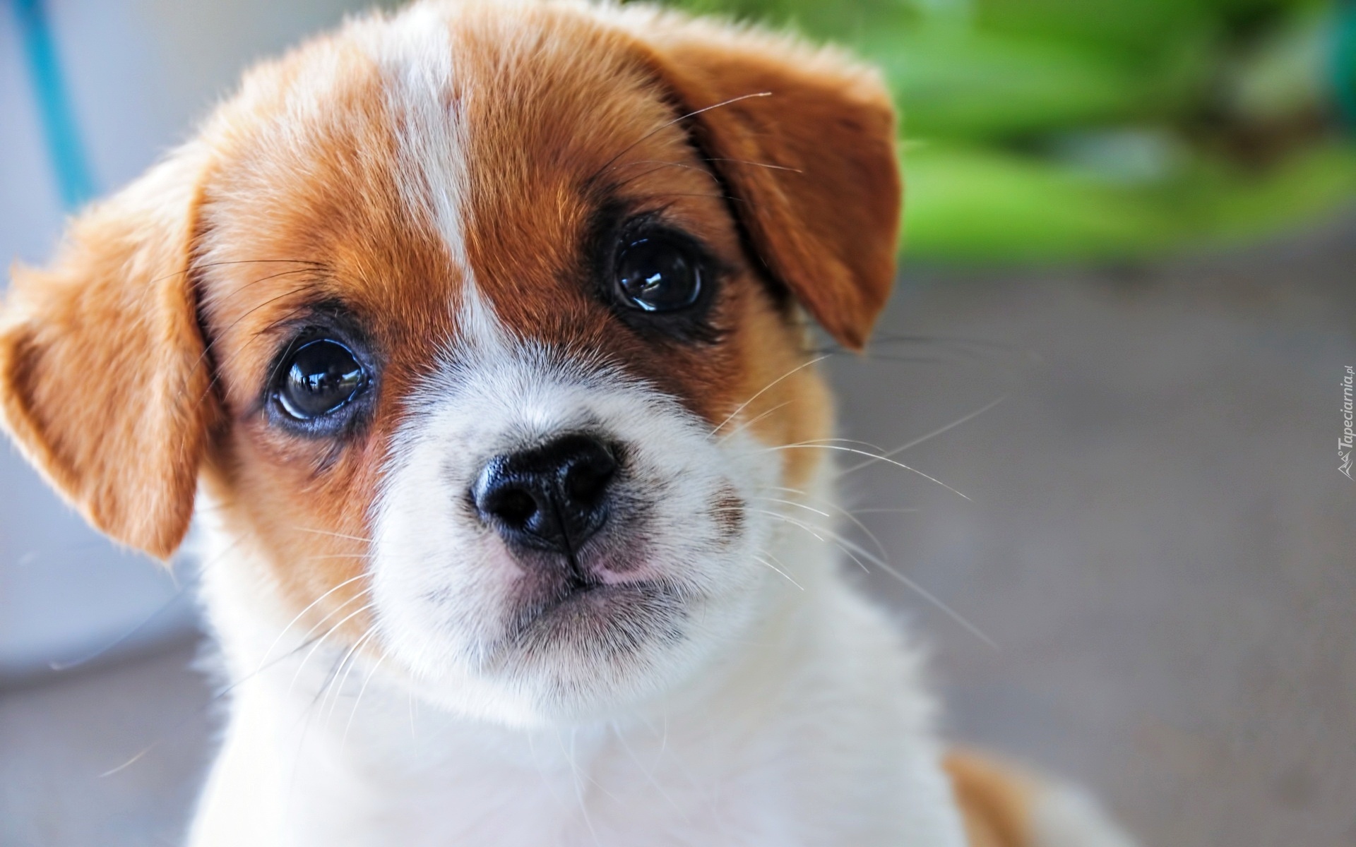 Pies, Szczeniak, Jack Russell terrier