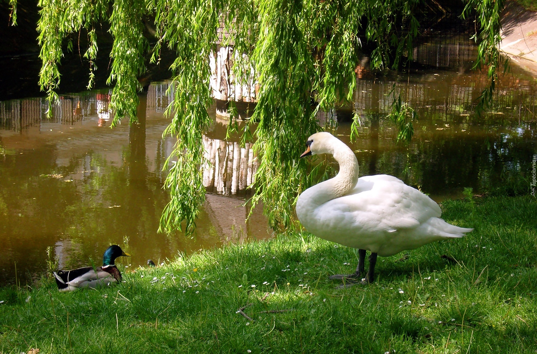 Łabędź, Kaczor, Jeziorko