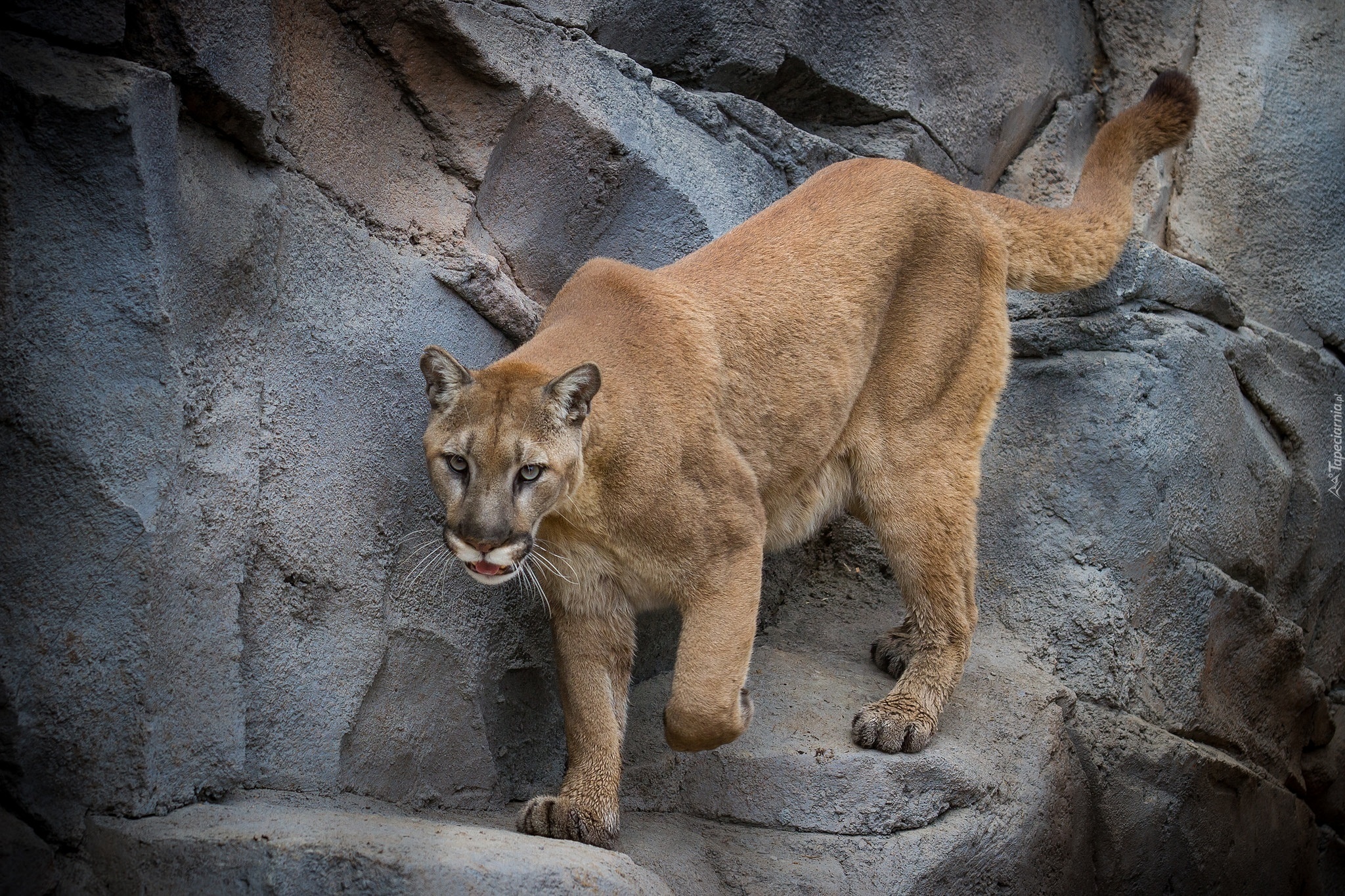 Puma, Skały