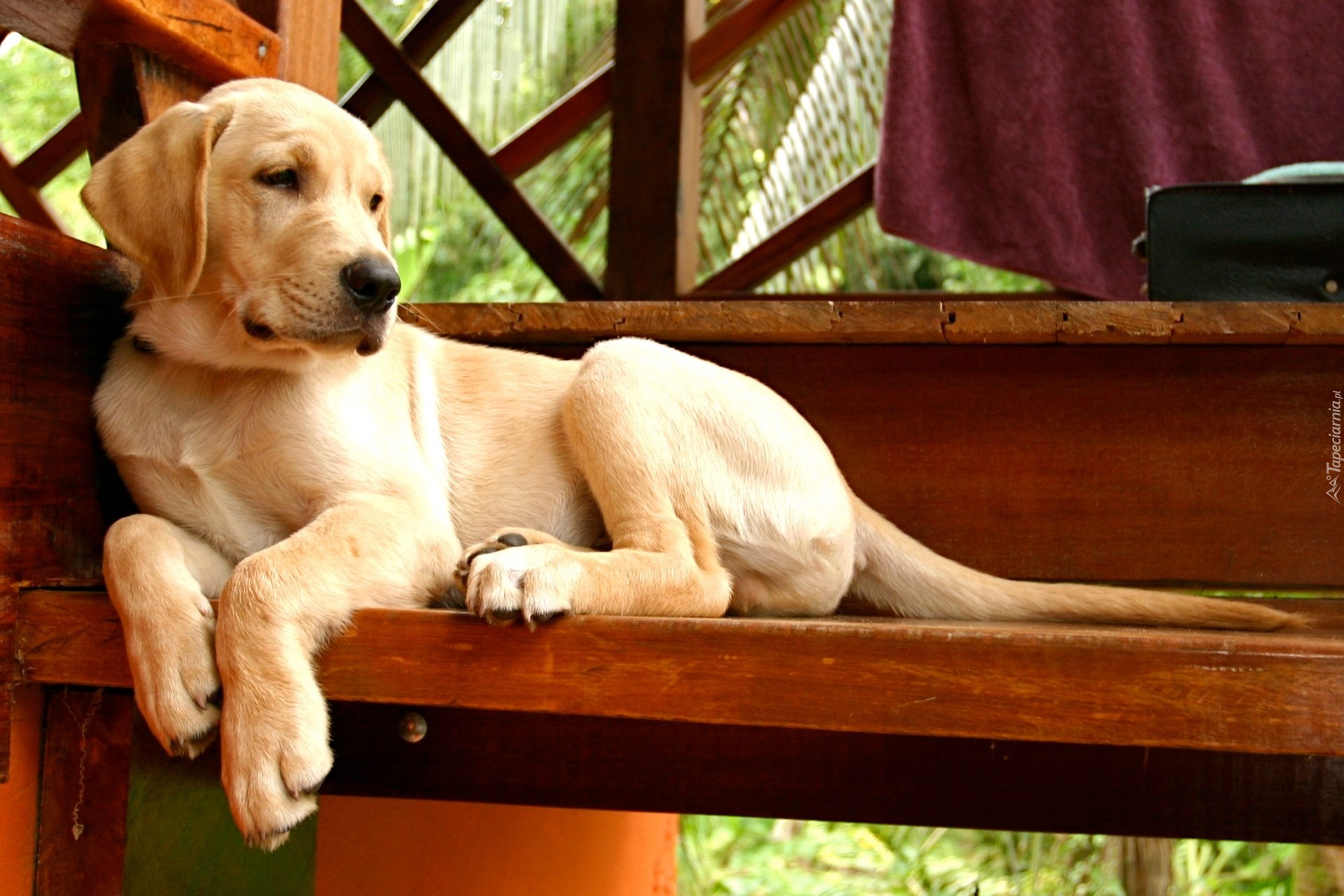 Labrador Retriever