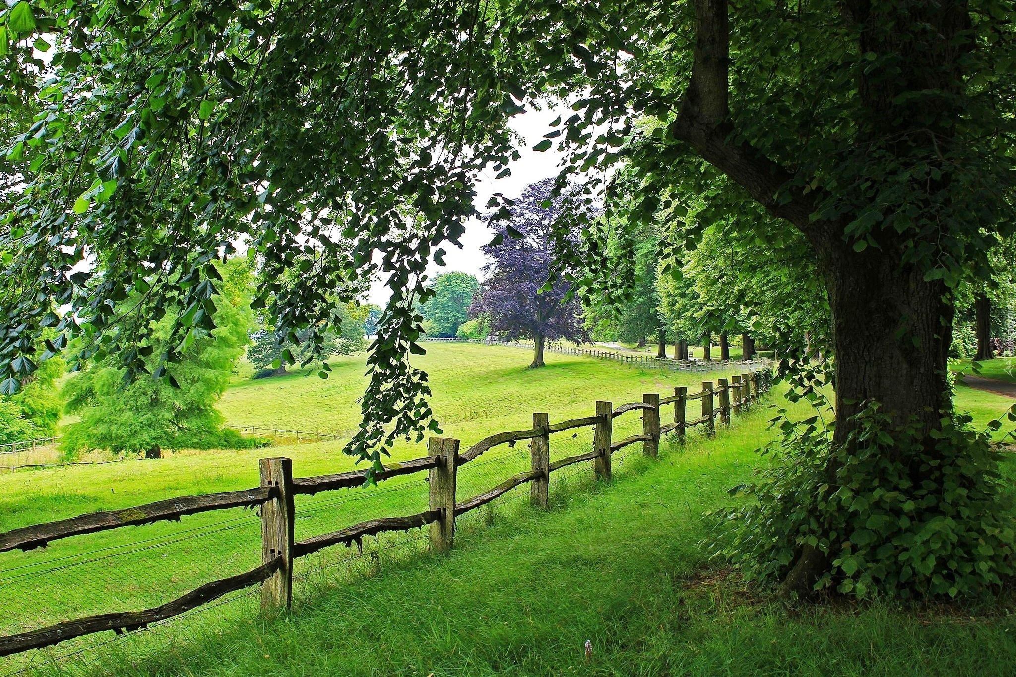 Łąki, Płot, Drzewa