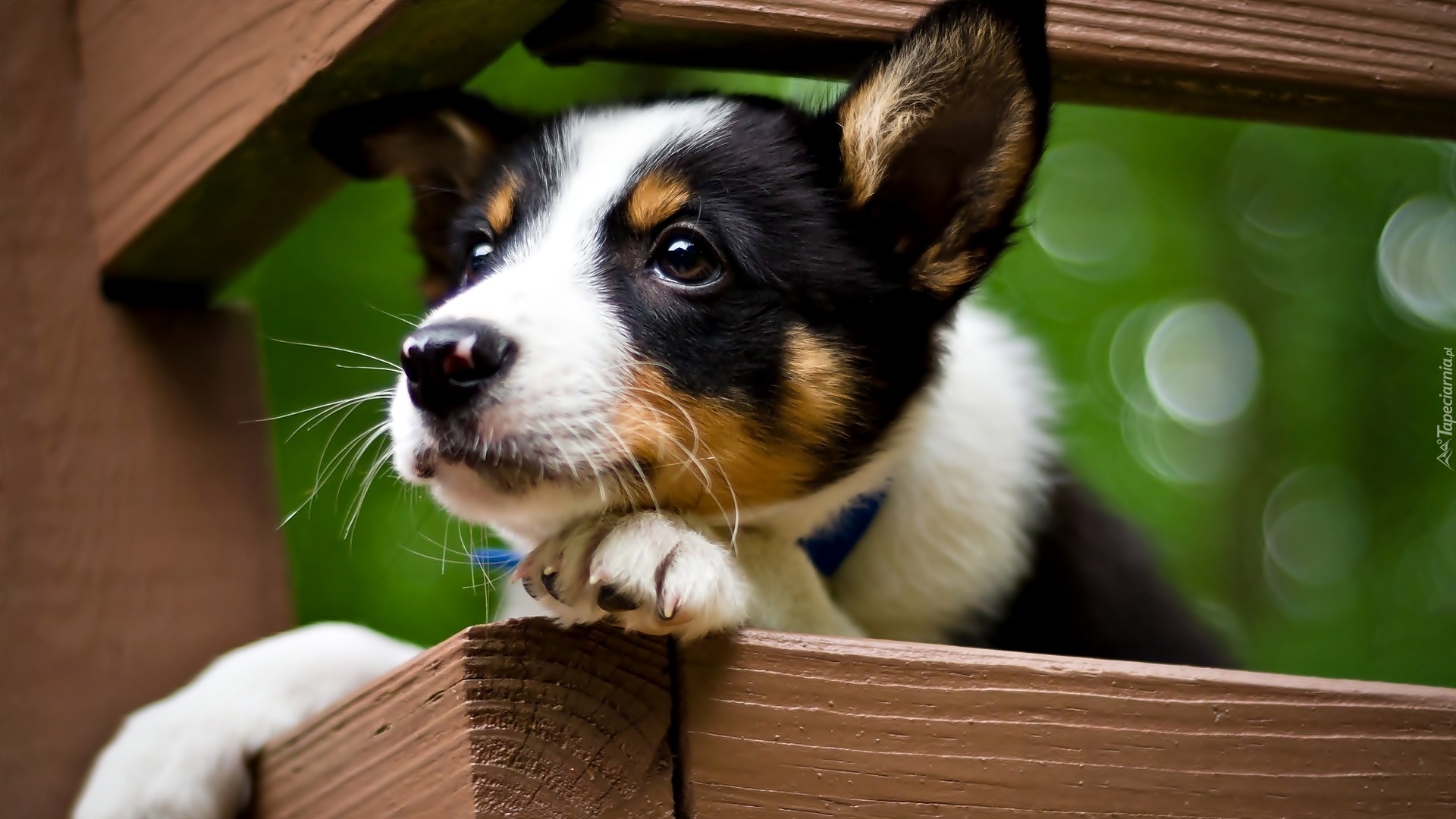 Pies, Szczeniak, Jack Russell terrier