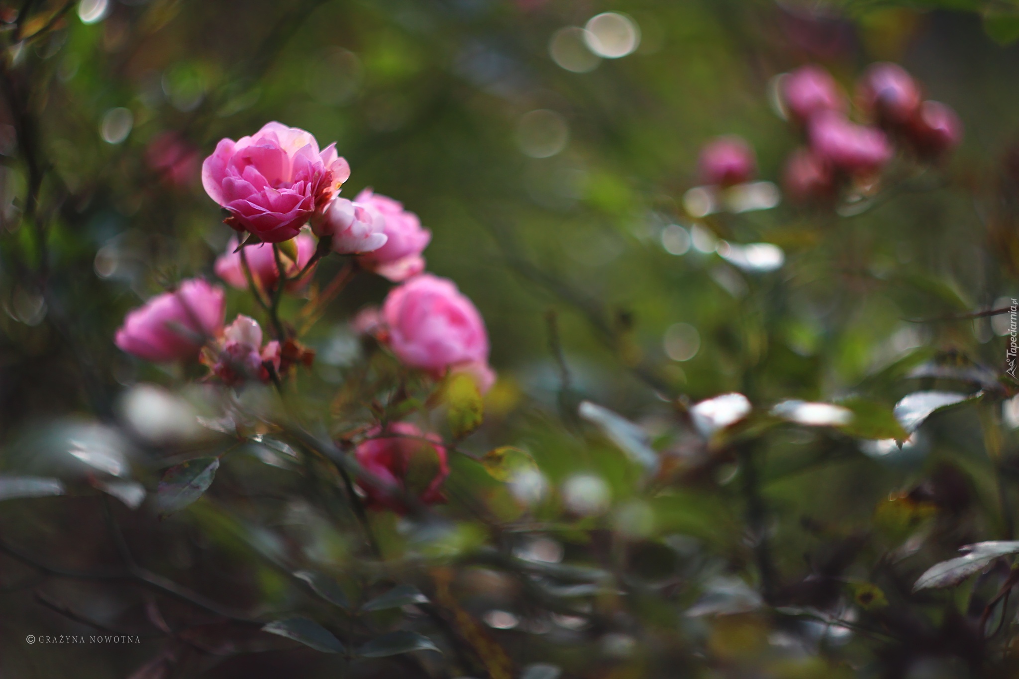 Różowa, Róża, Bokeh