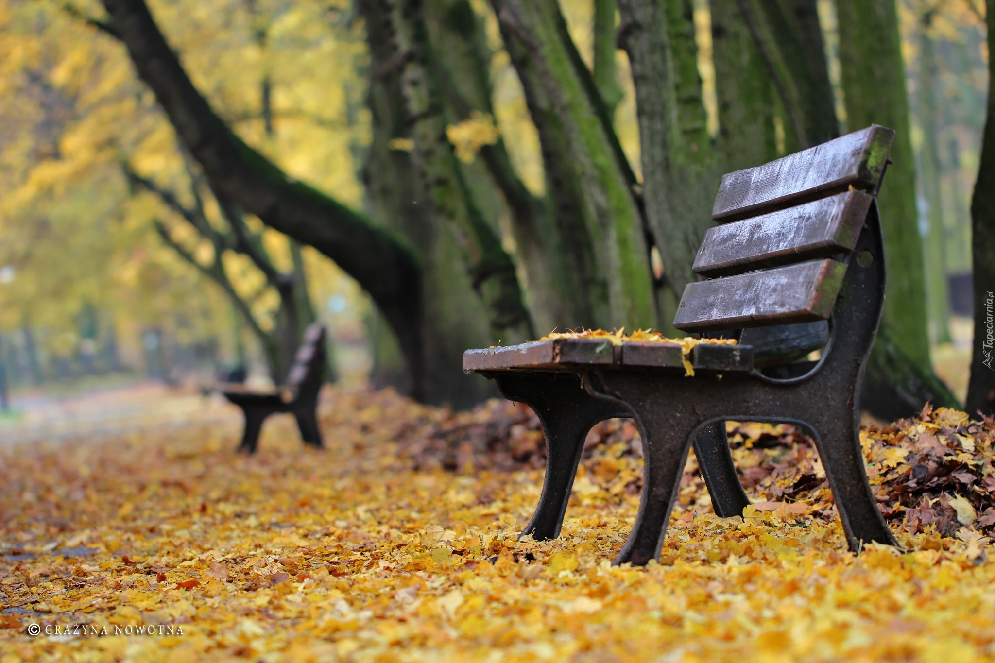 Ławki, Jesień, Park