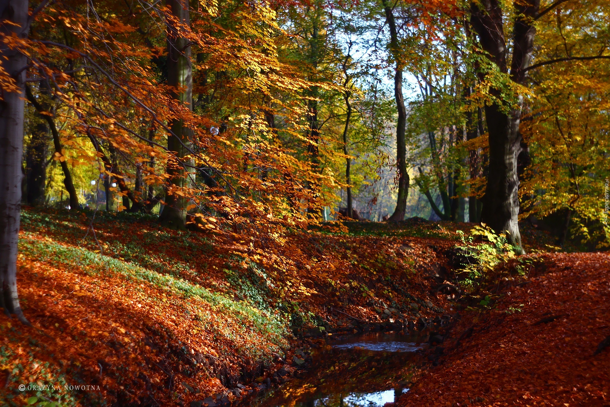 Park, Jesień, Kolorowe, Liście, Drzewa