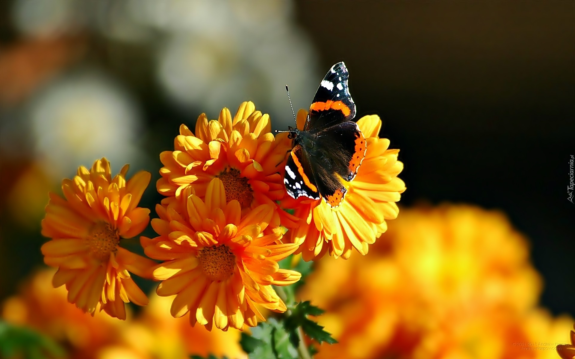 Kwiaty, Motyl, Rusałka admirał