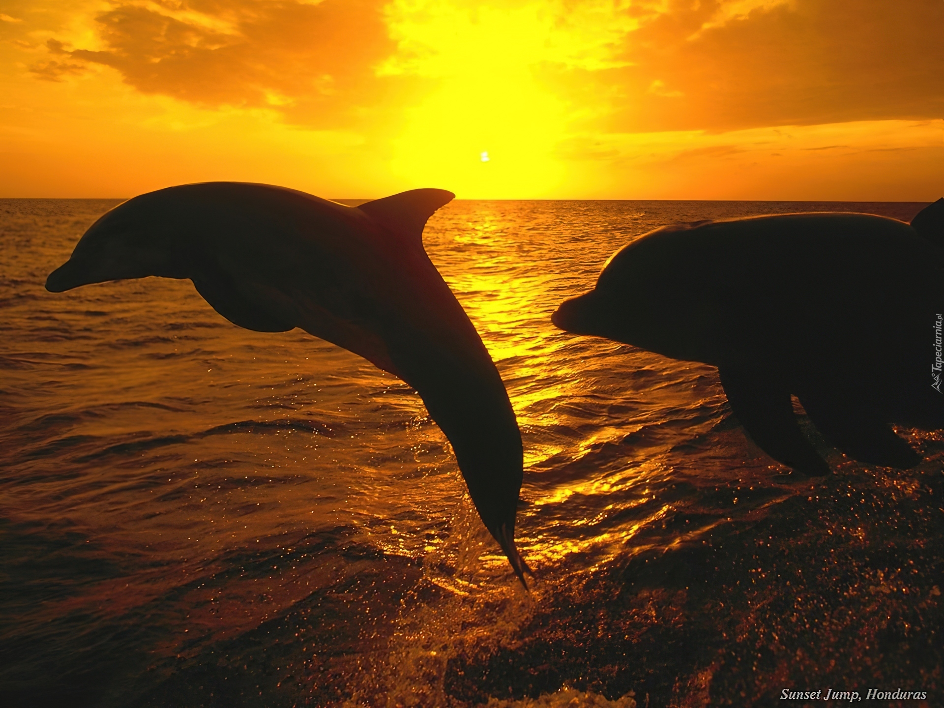 Delfiny, Zachód słońca, Morze