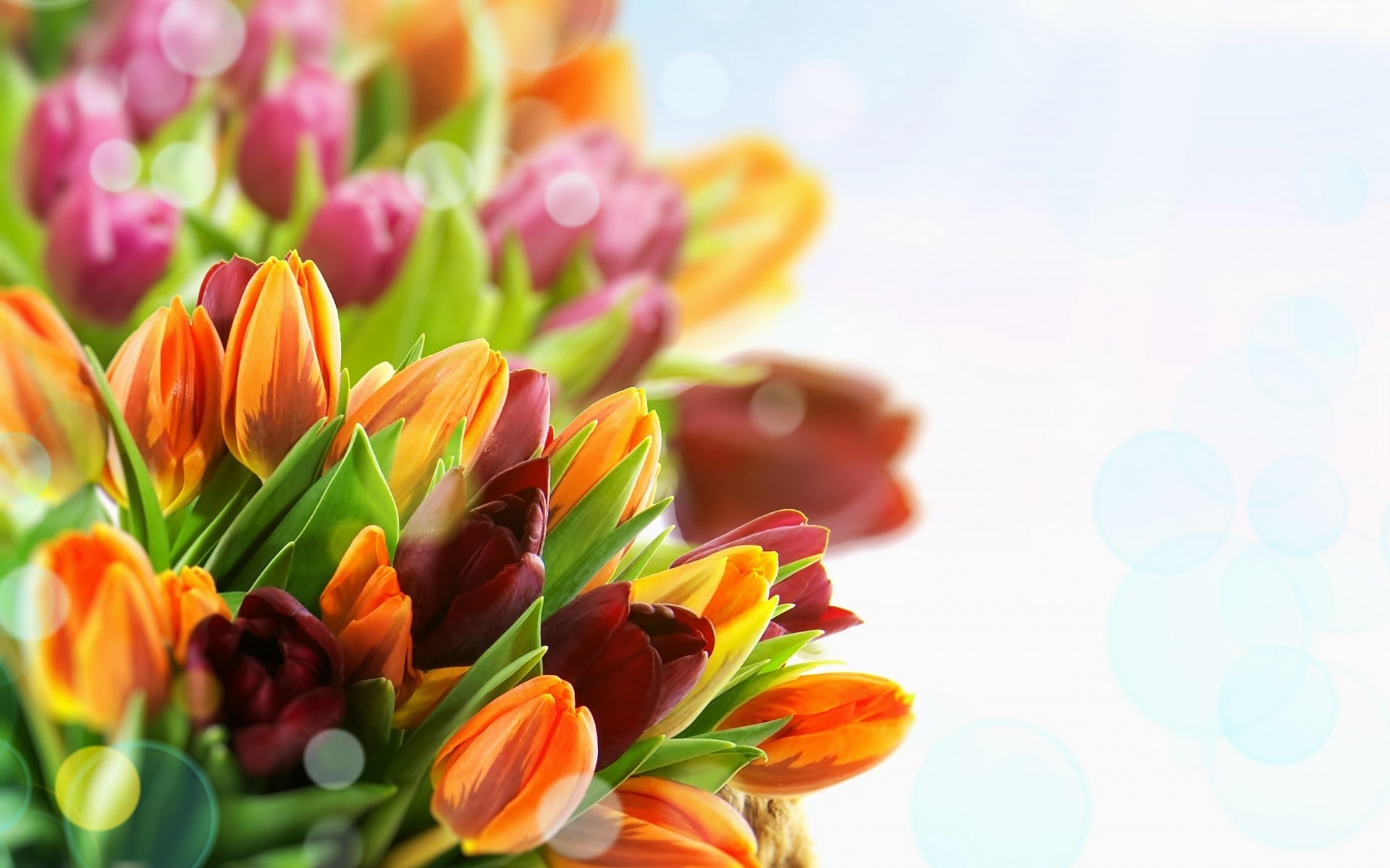 Kwiaty, Bukiet, Tulipany