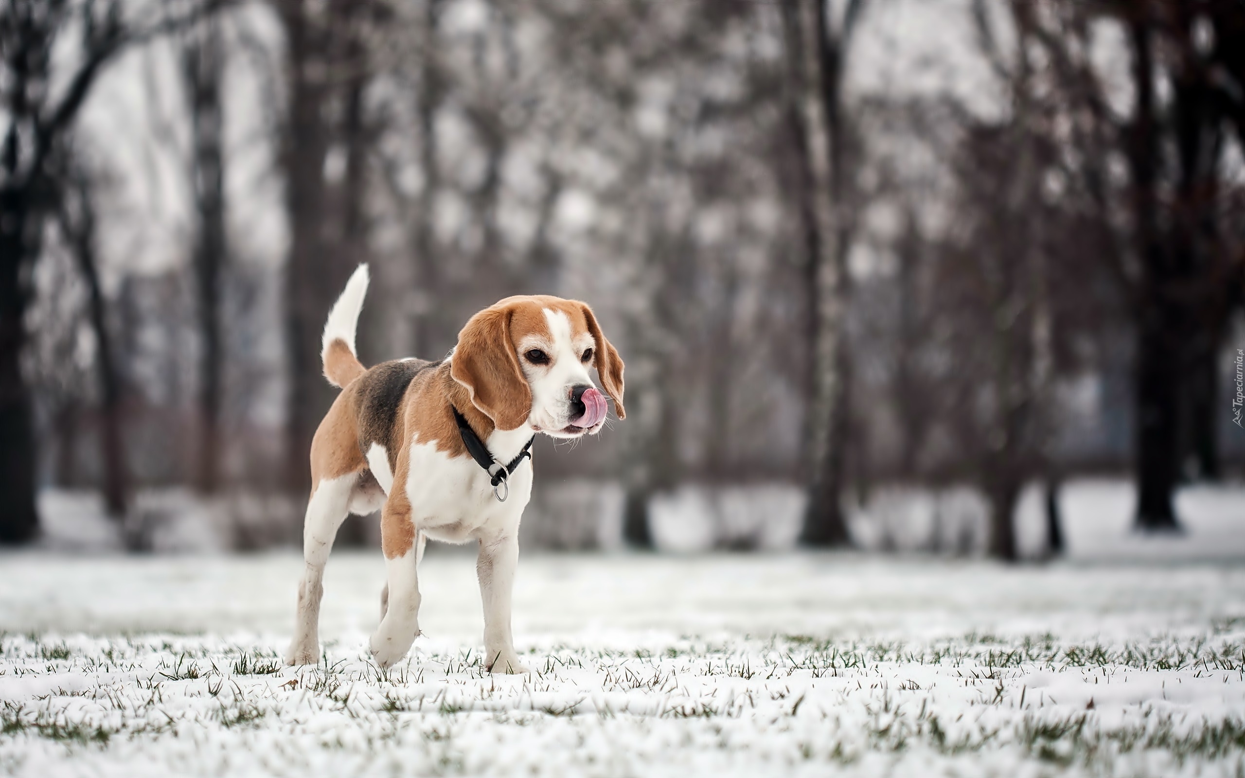 Beagle, Drzewa, Zima, Rozmycie