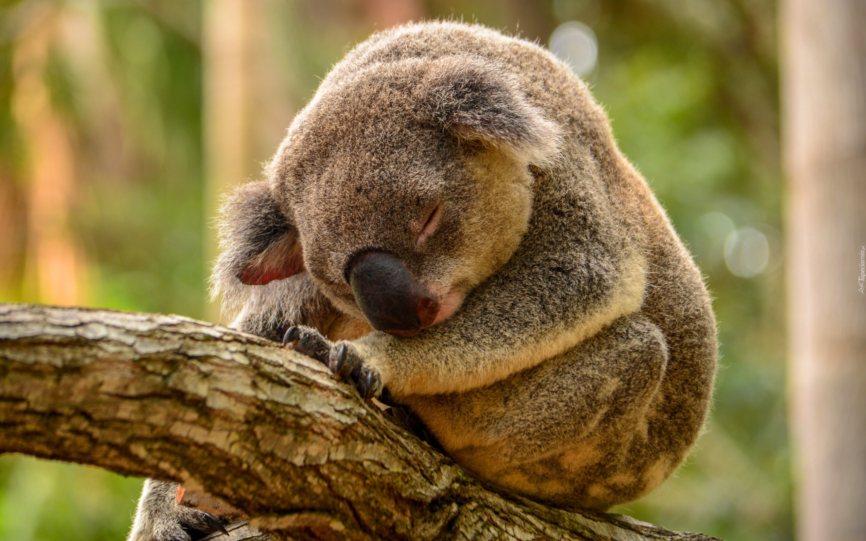 Koala, Gałąź