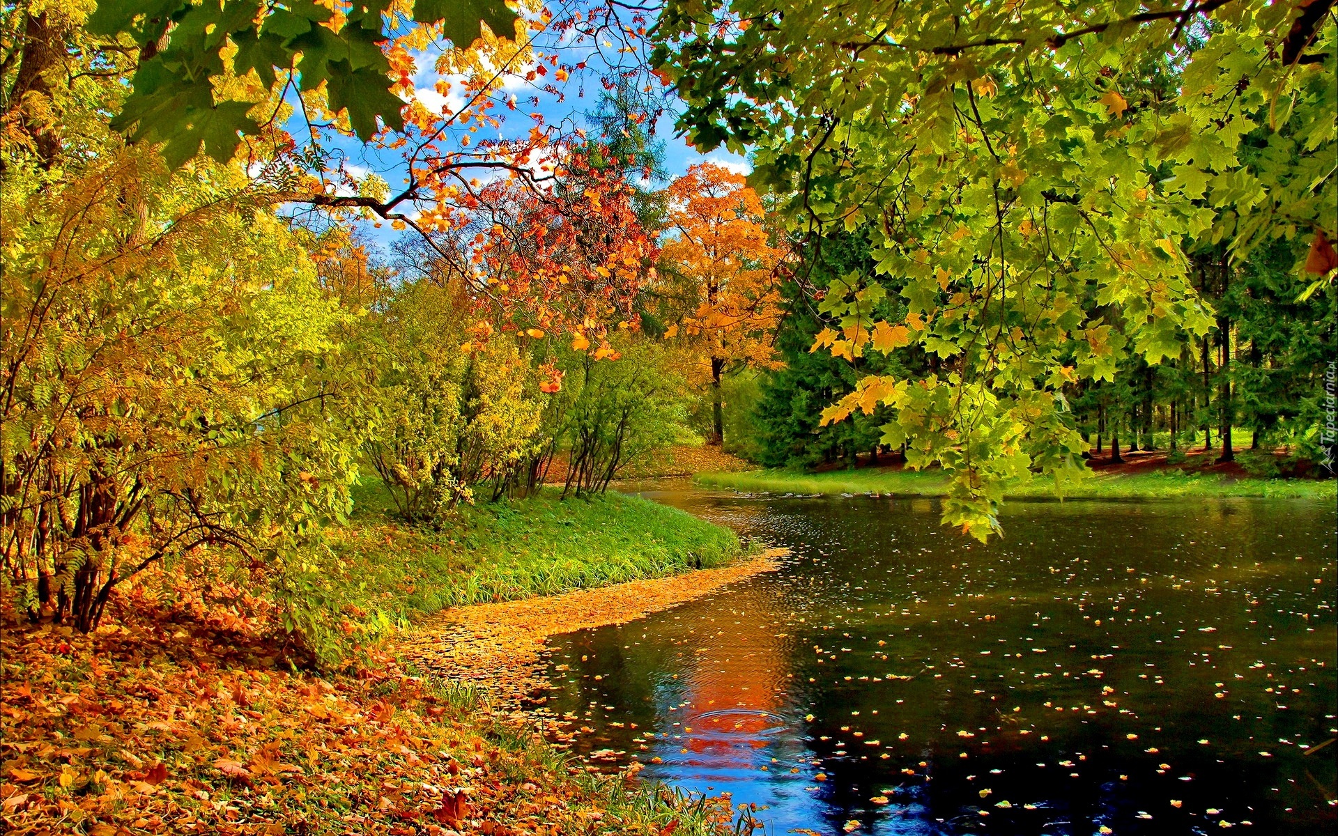 Park, Staw, Jesień