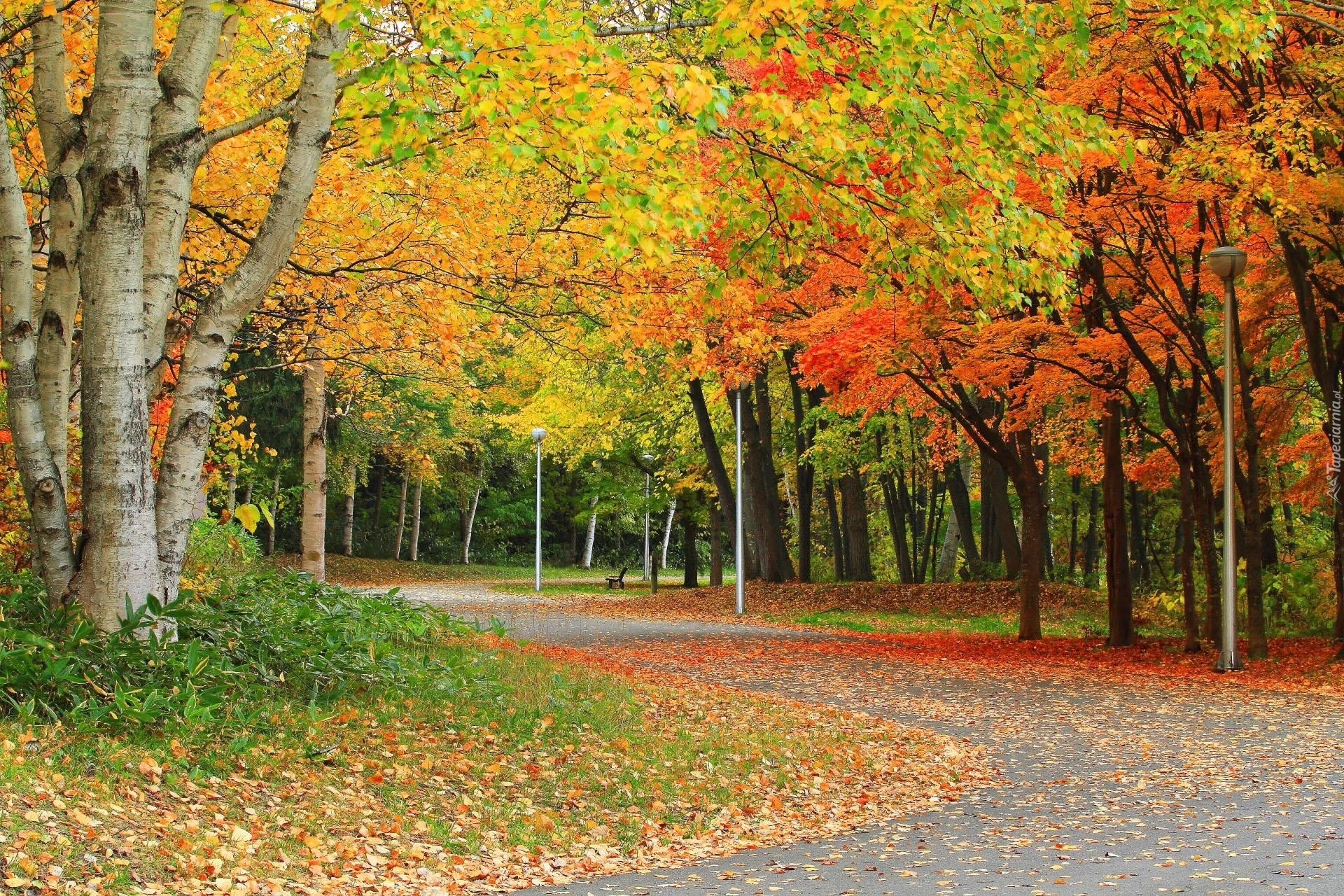 Jesień, Park, Droga