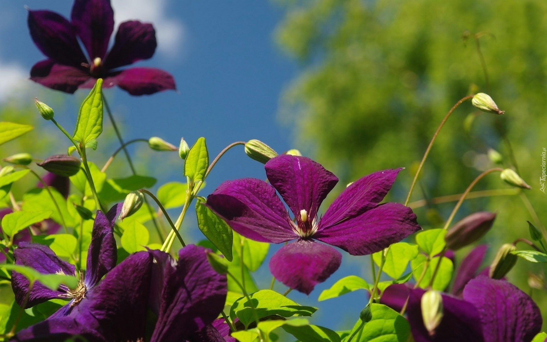 Bordowe, Kwiaty, Clematis