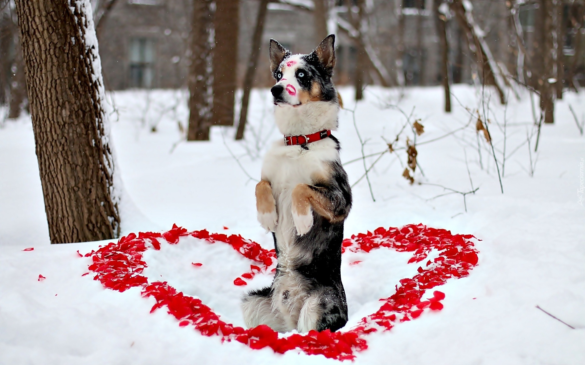 Serce, Miłość, Walentynki, Pies, Owczarek australijski-australian shepherd