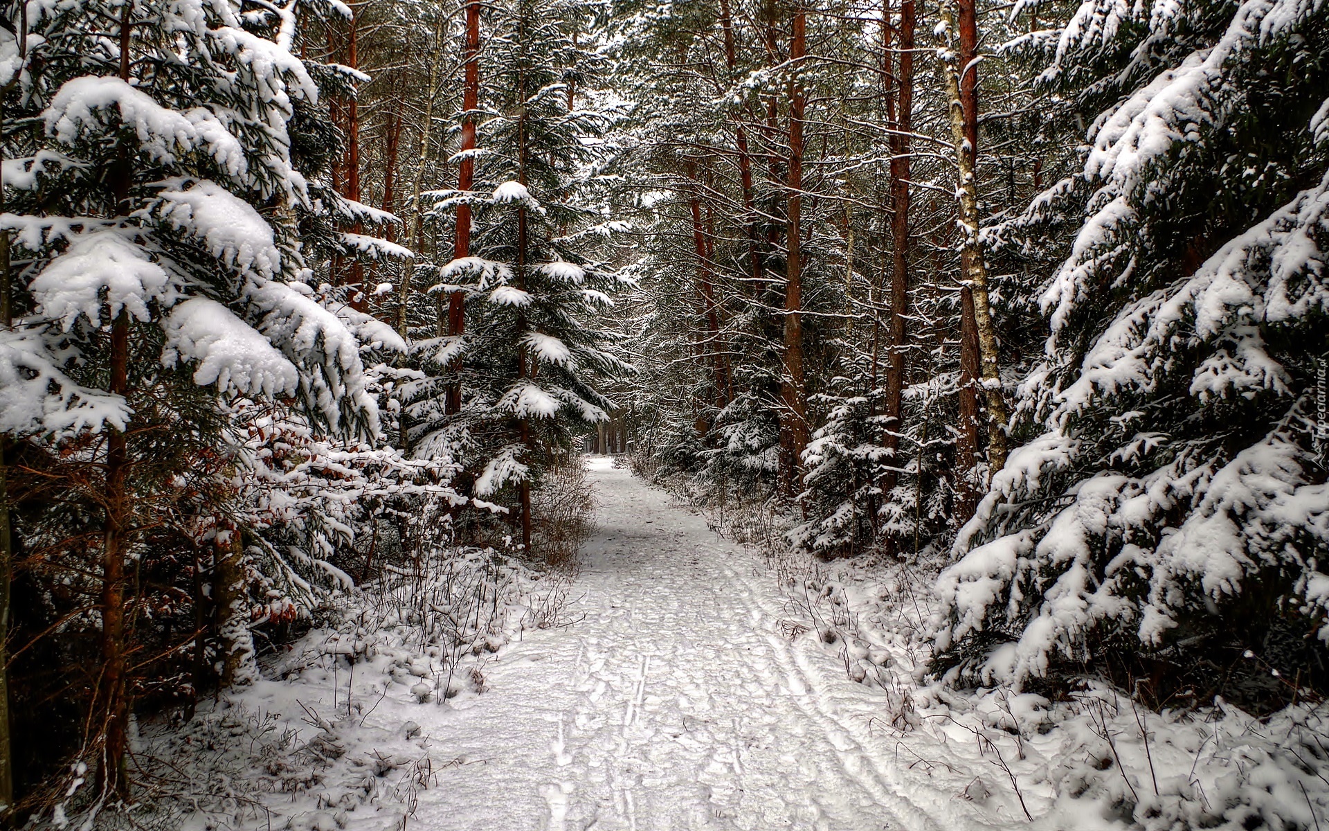 Zima, Droga, Przez Las
