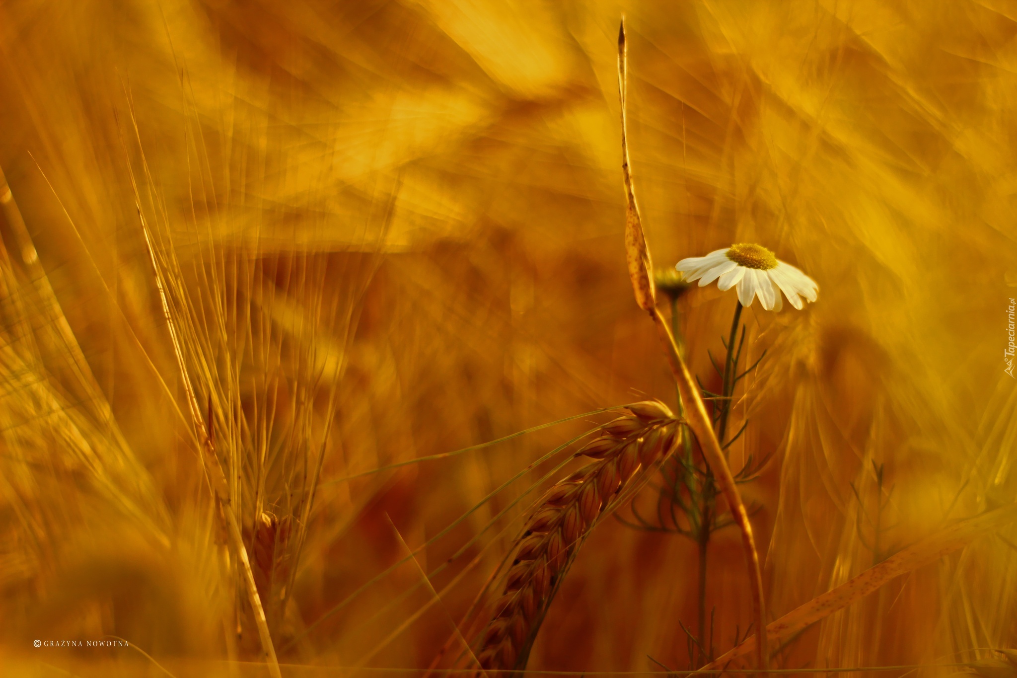 Rumianek, Kwiat, Zboże