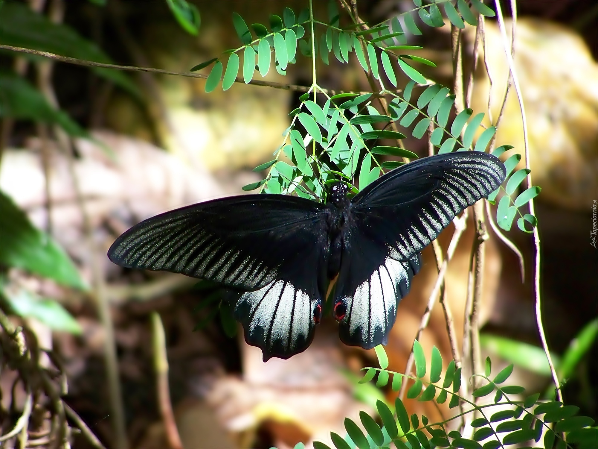 Czarny, Motyl