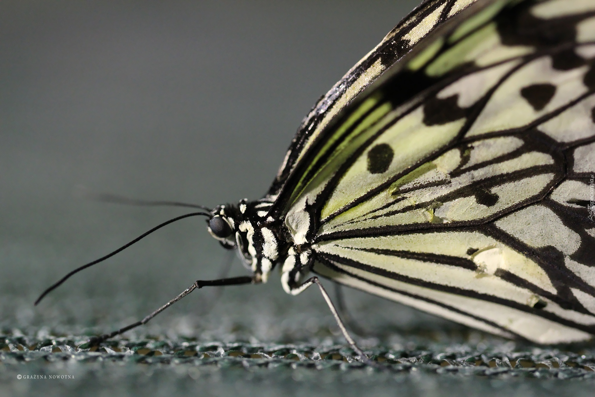 Motyl, Skrzydła, Makro