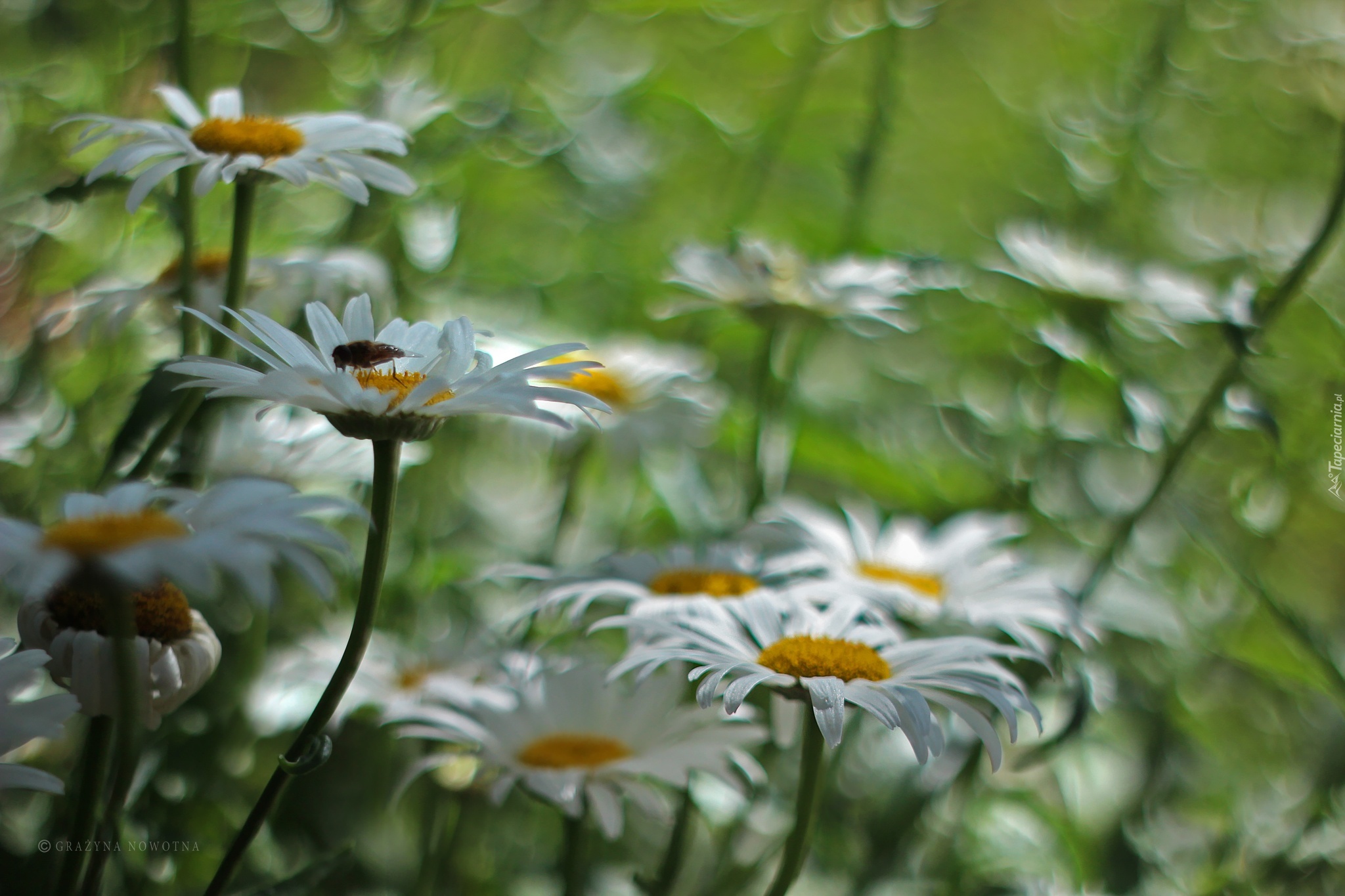 Margerytka, Białe, Kwiaty