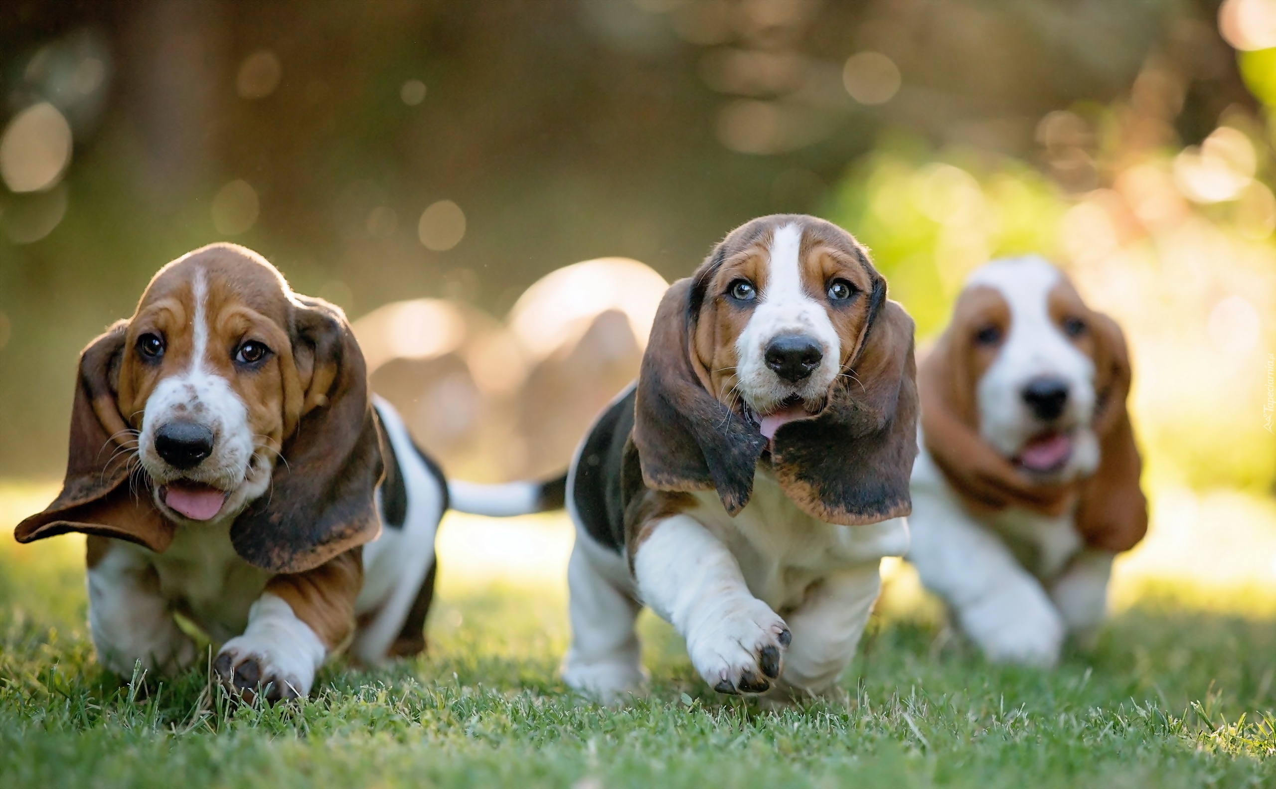 Trzy, Szczeniaki, Basset Hound