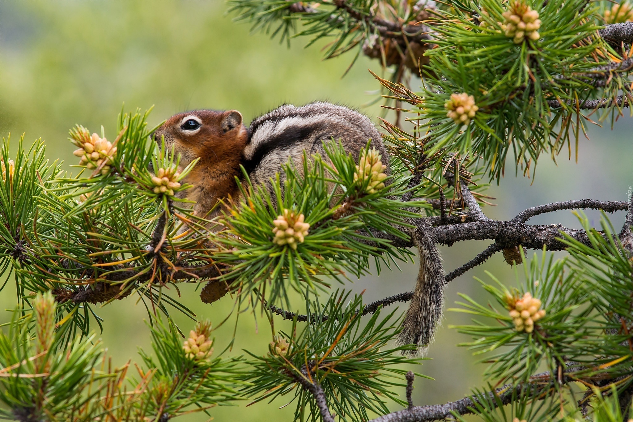 Chipmunk, Gałąź, Szyszki