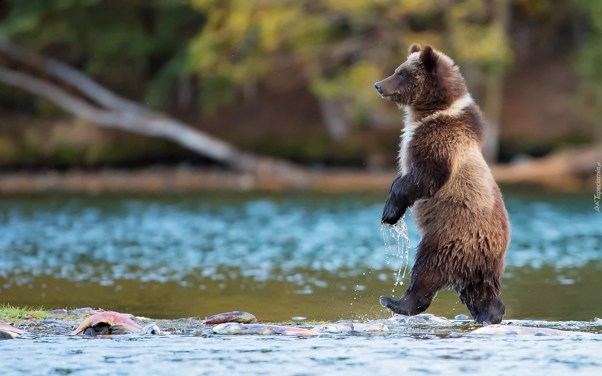 Niedźwiedź, Grizzly, Rzeka