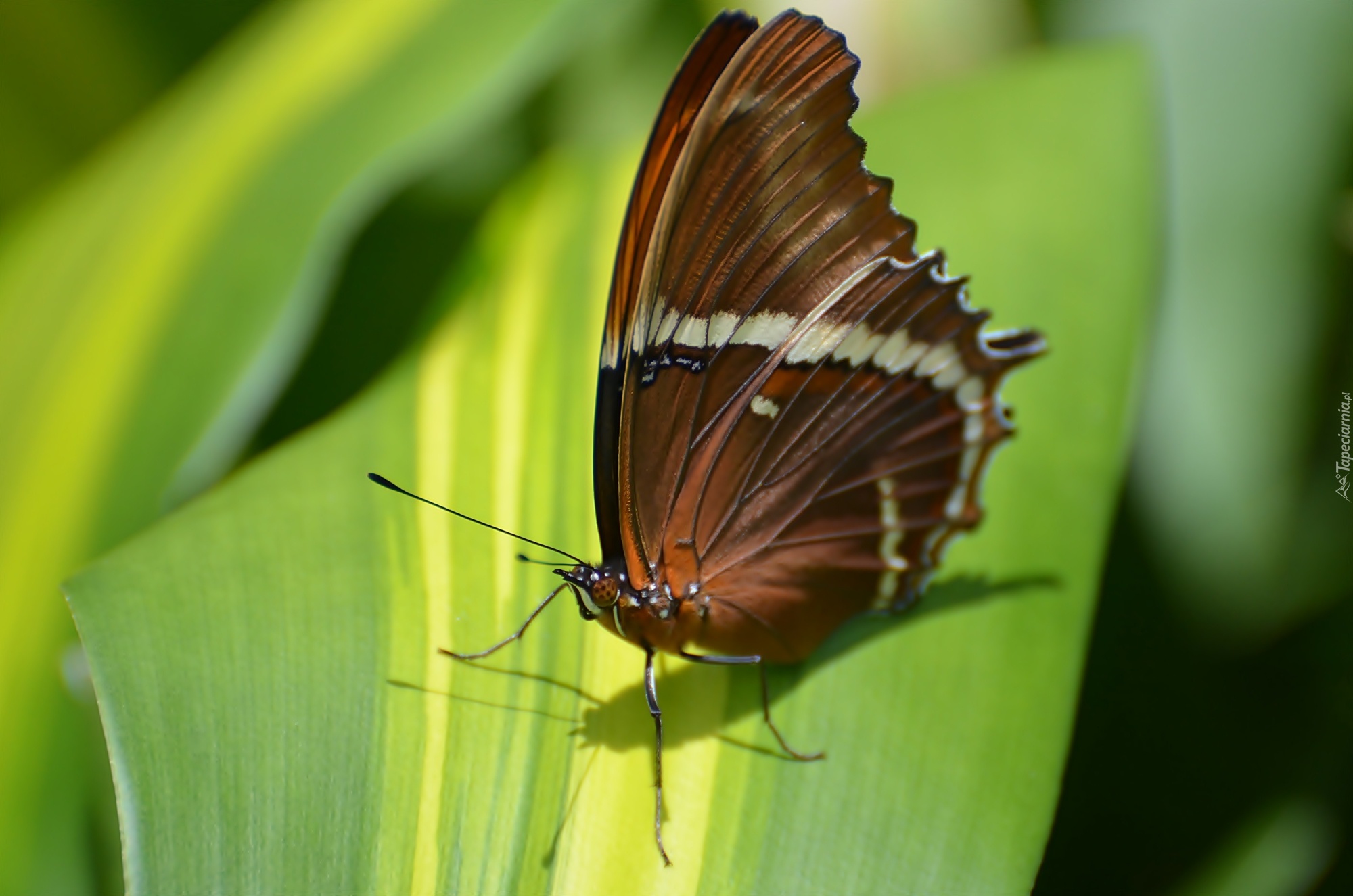 Motyl, Owad, Liść