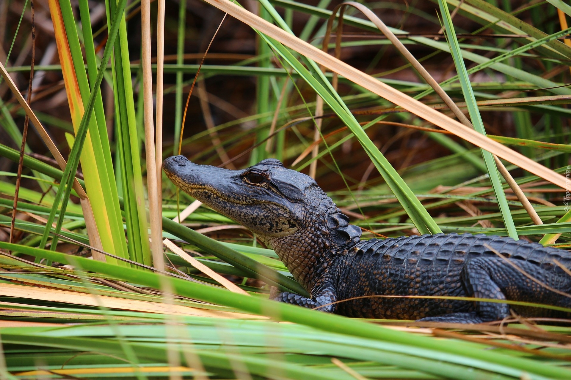 Malutki, Aligator, Trawa