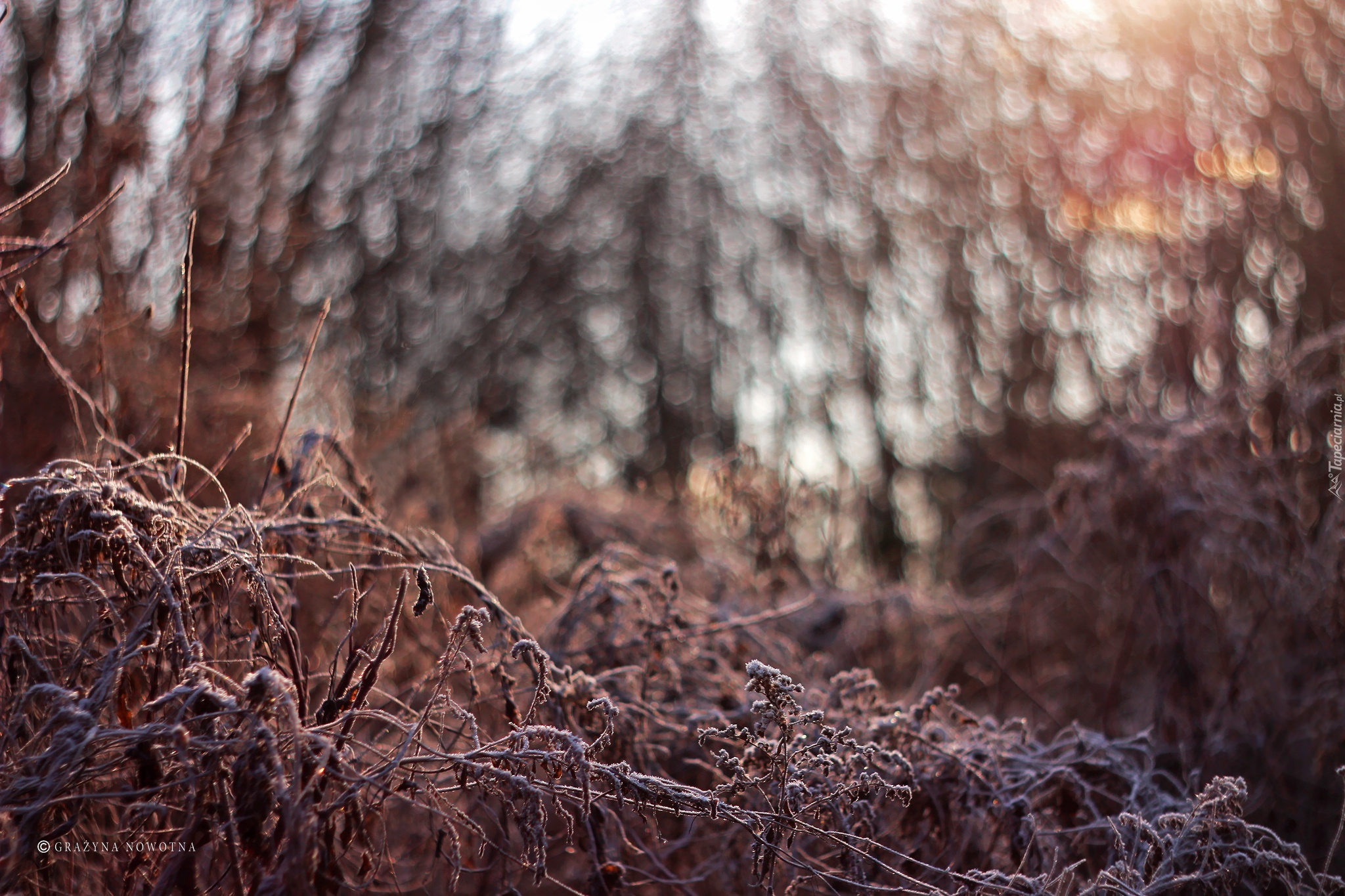 Zmarznięte, Rośliny, Bokeh