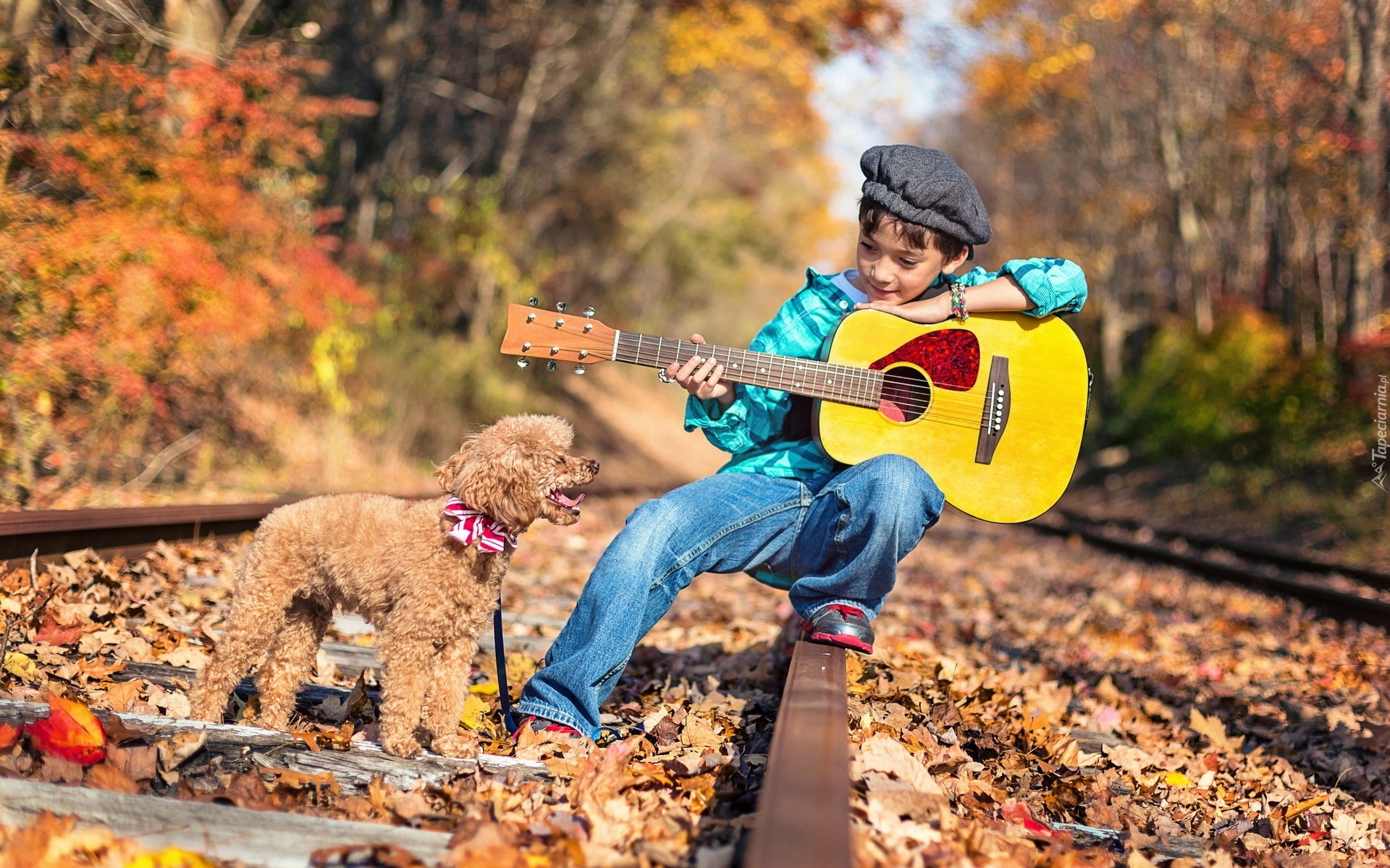 Chłopiec, Gitara, Pies, Pudel, Jesień, Tory