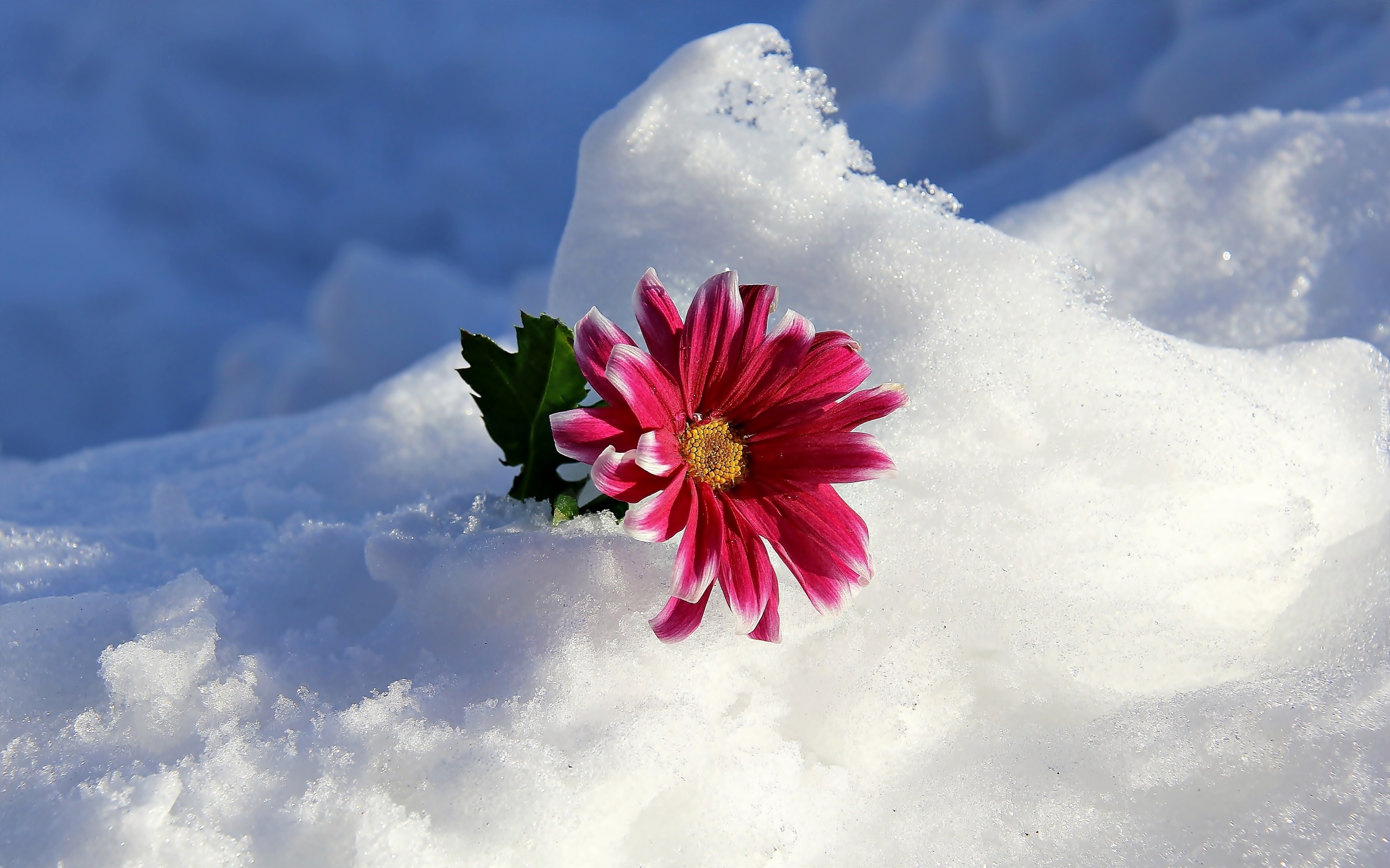 Śnieg, Gerbera, Listek