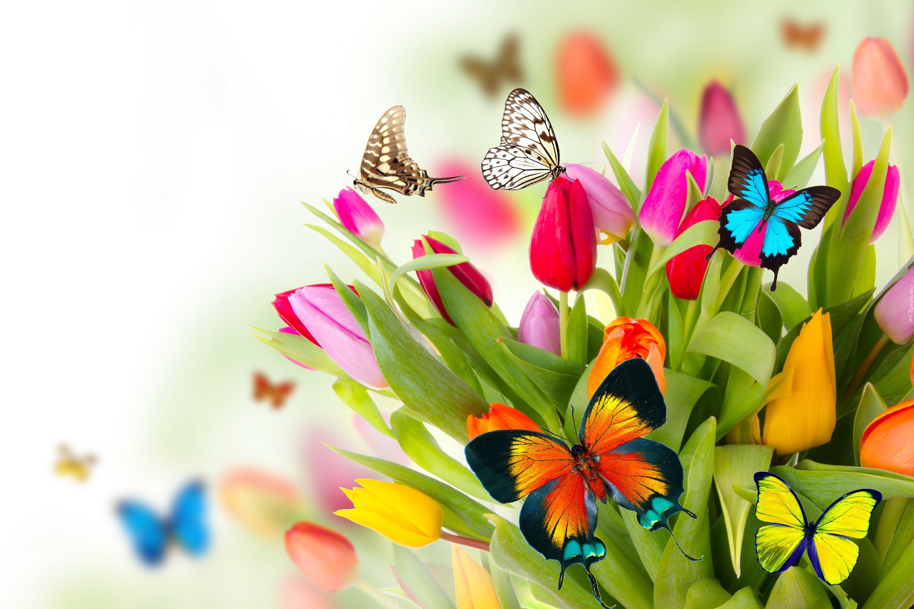 Kwiaty, Wiosna, Tulipany, Motyle, 2D