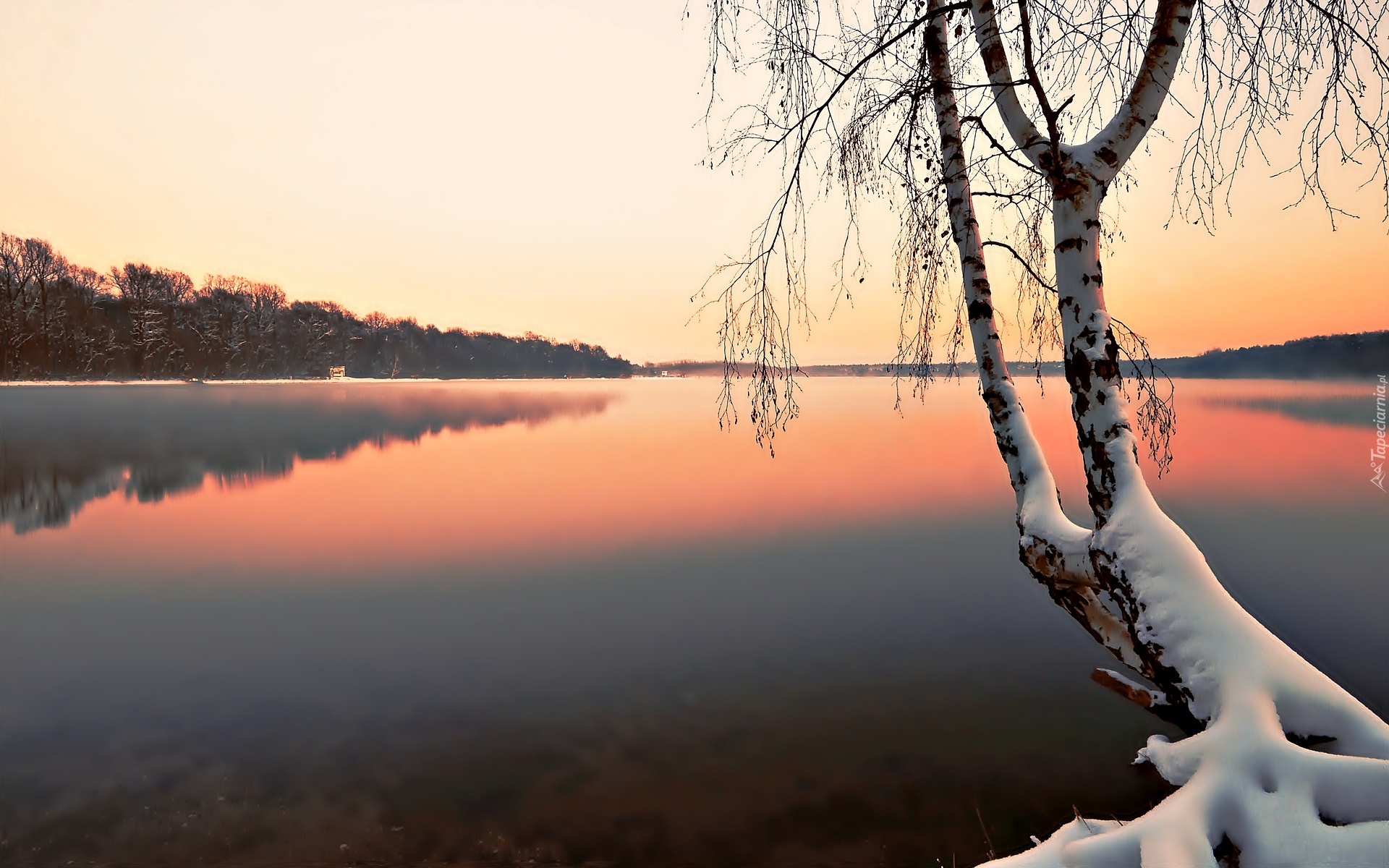 Jezioro, Ośnieżone Drzewo, Mgła