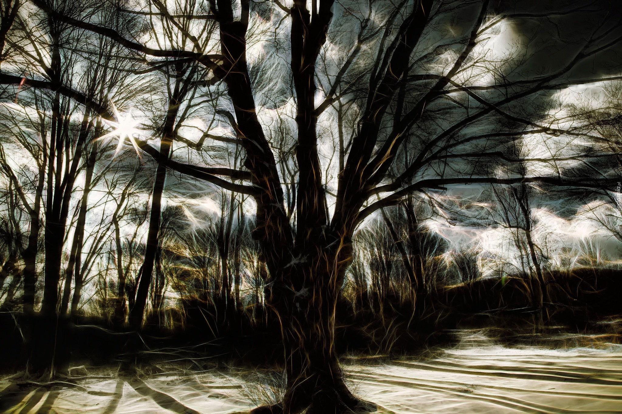 Zima, Drzewa, Promienie Słońca, Art