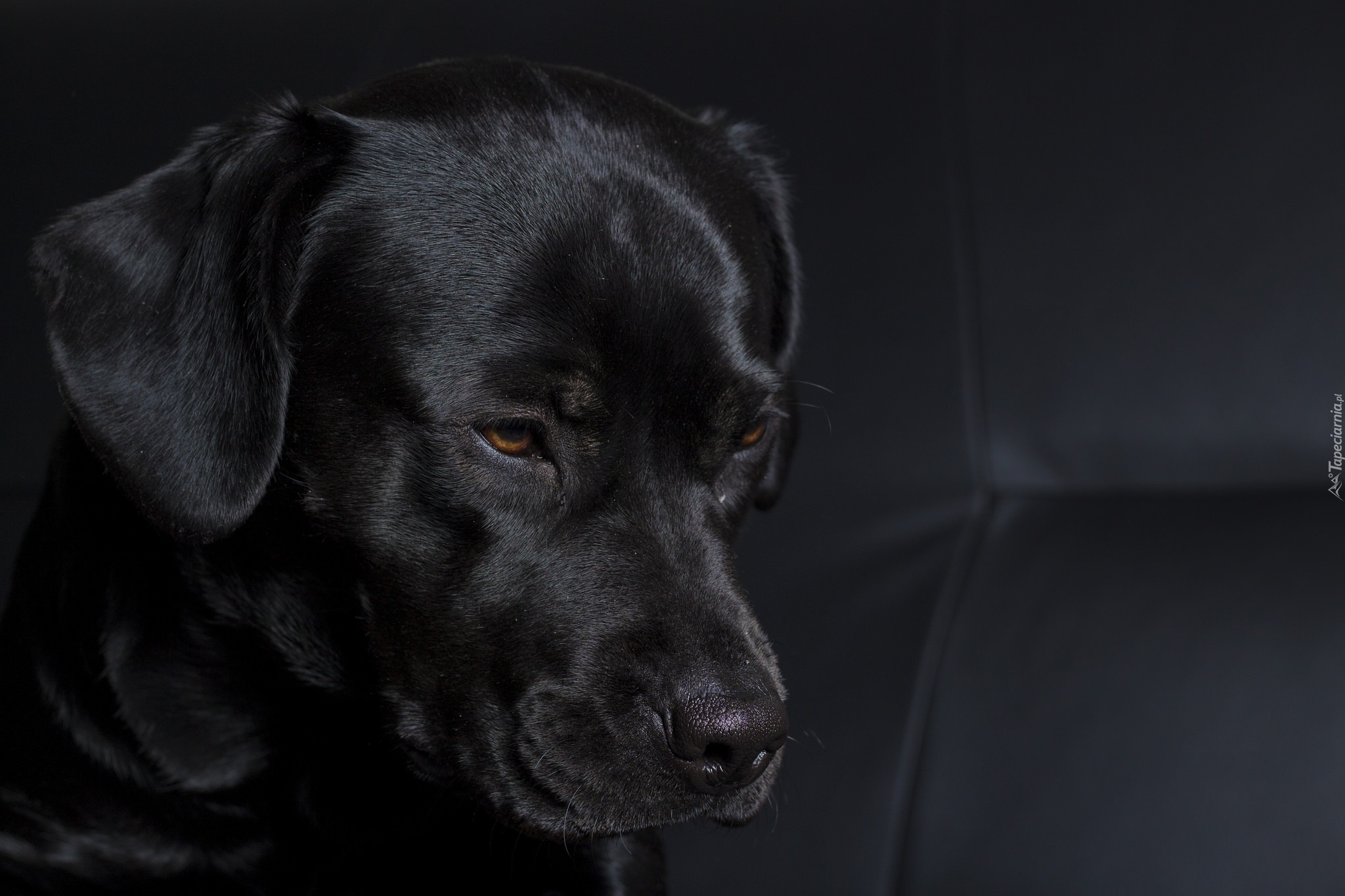 Czarny, Piesek, Labrador Retriever