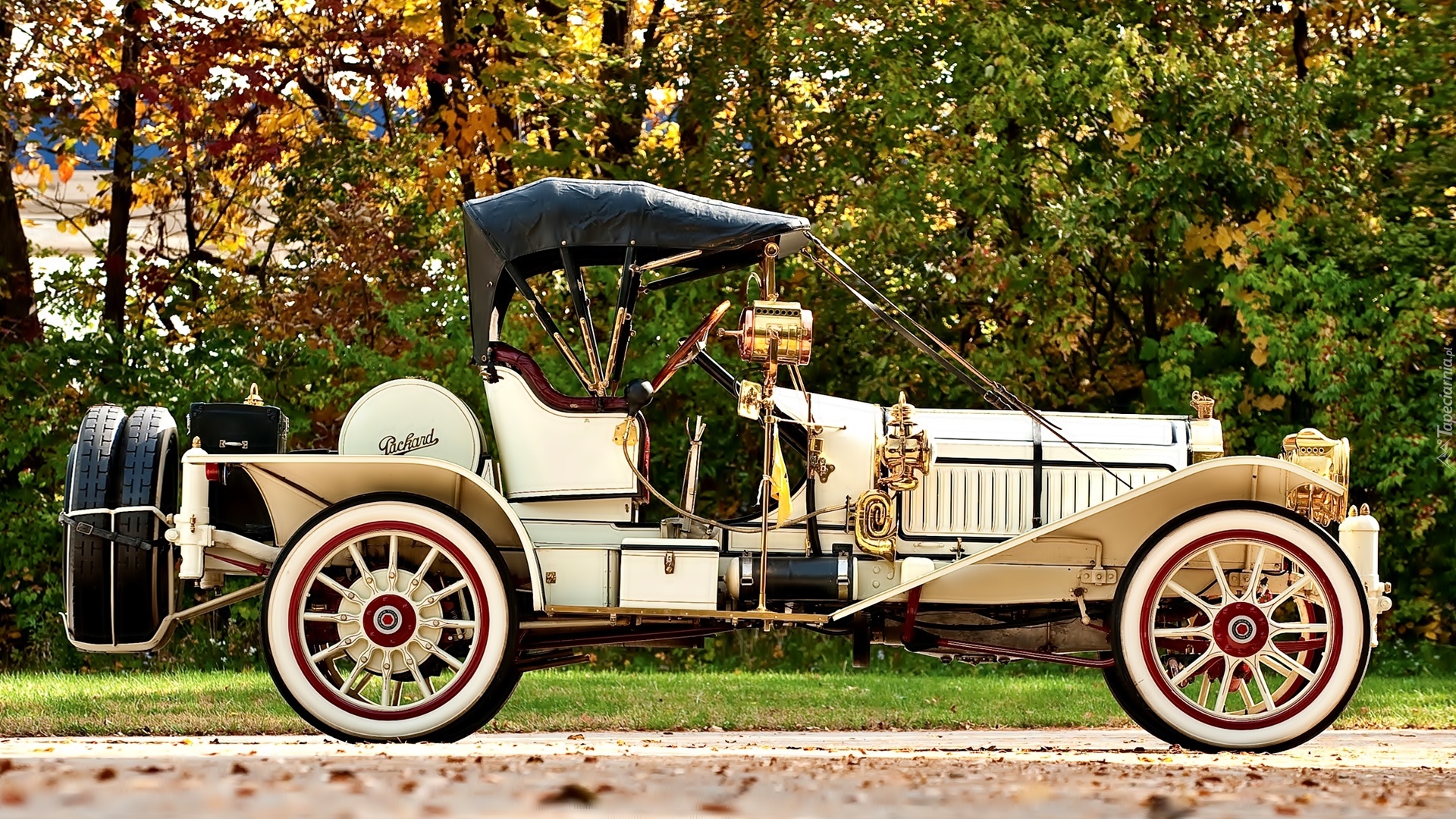 Samochód, Zabytkowy, Packard, 1912, Drzewa