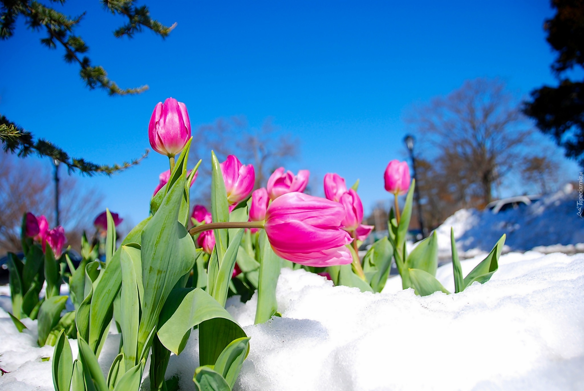 Różowe, Tulipany, Śnieg