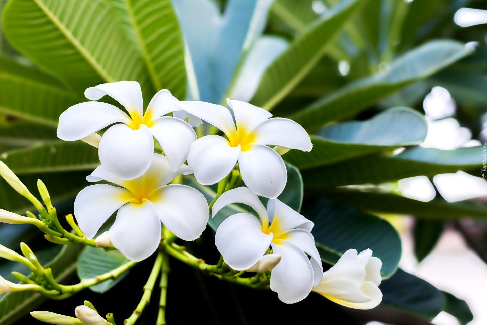 Kwiaty, Plumeria, Liście