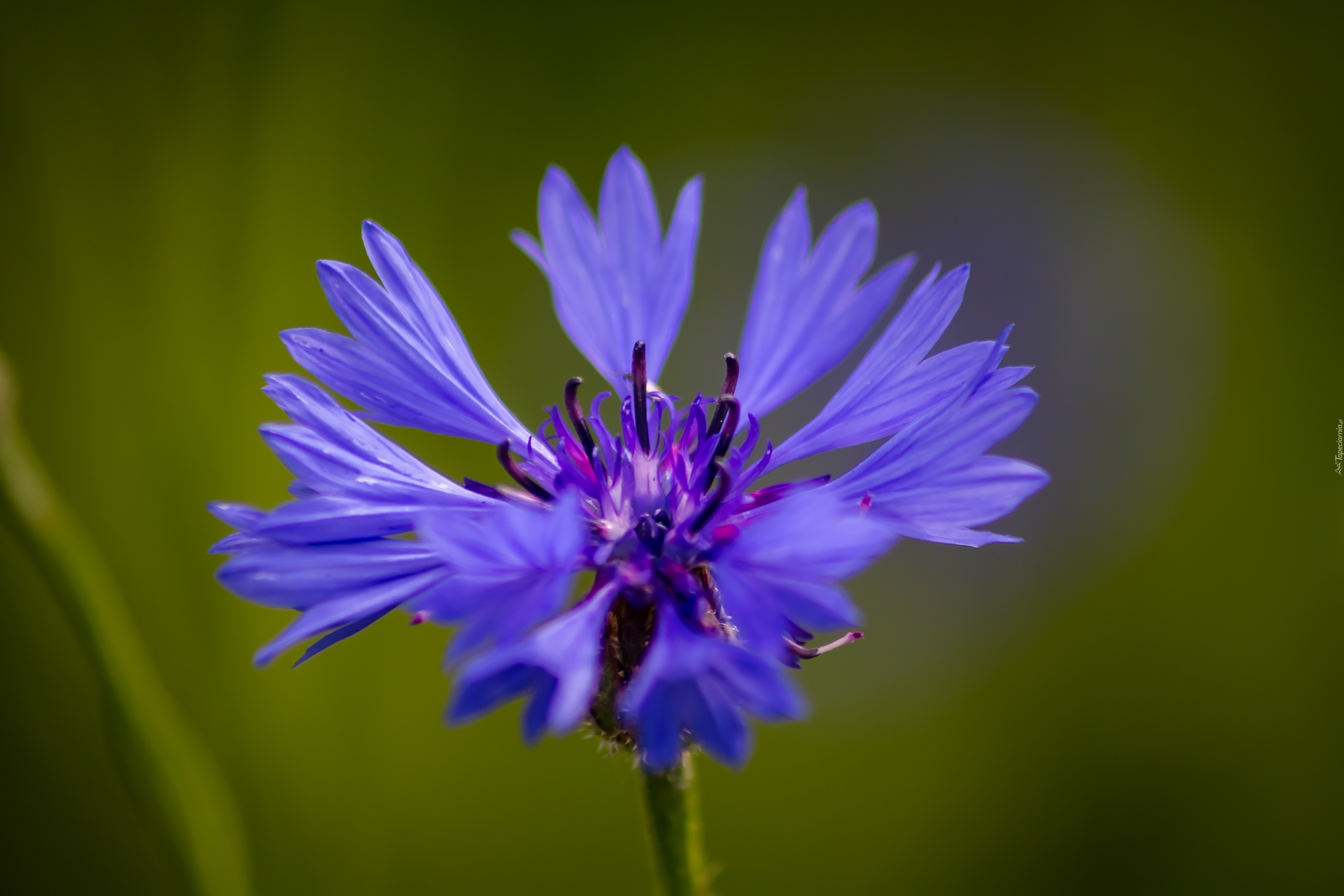 Маленький василек. Василек горный грандифлора. Василёк Донской (Centaurea tanaitica Klok.). Василек синий Корнфловер. Василек 'pulchra Major'.