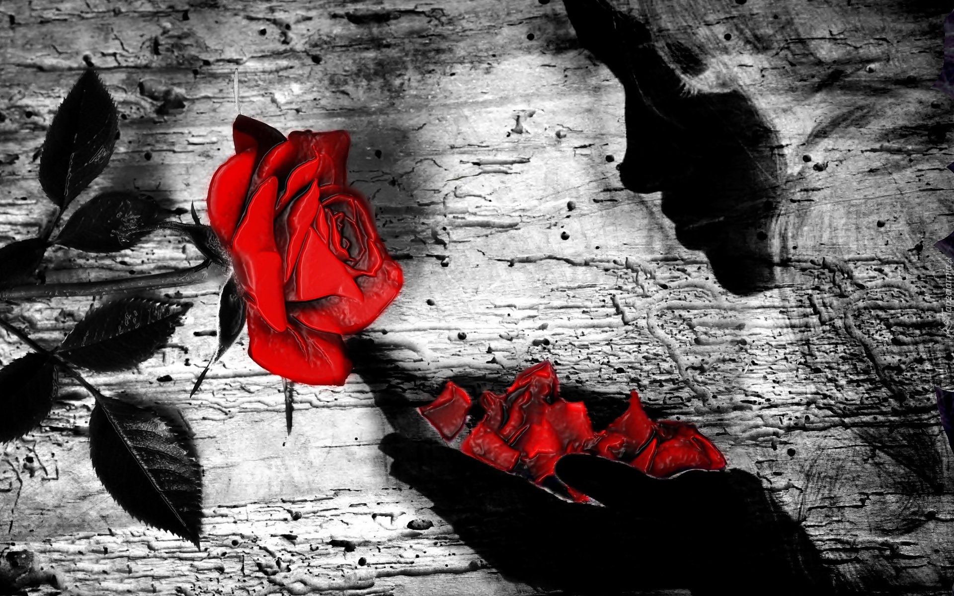 Grafika, Dziewczyna, Czerwona, Róża, Płatki