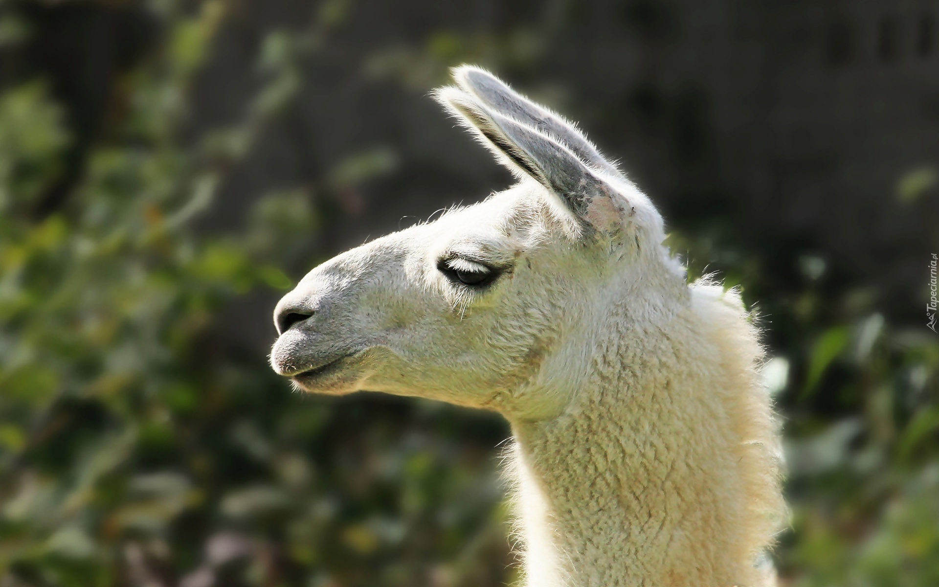 Lama