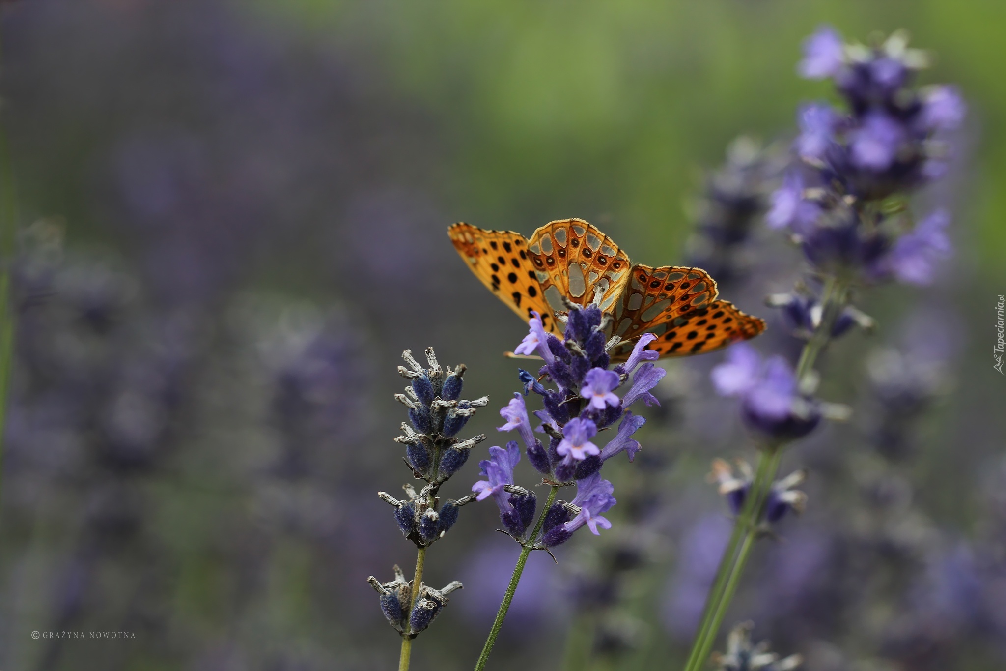 Lawenda, Motyl, Pomarańczowy